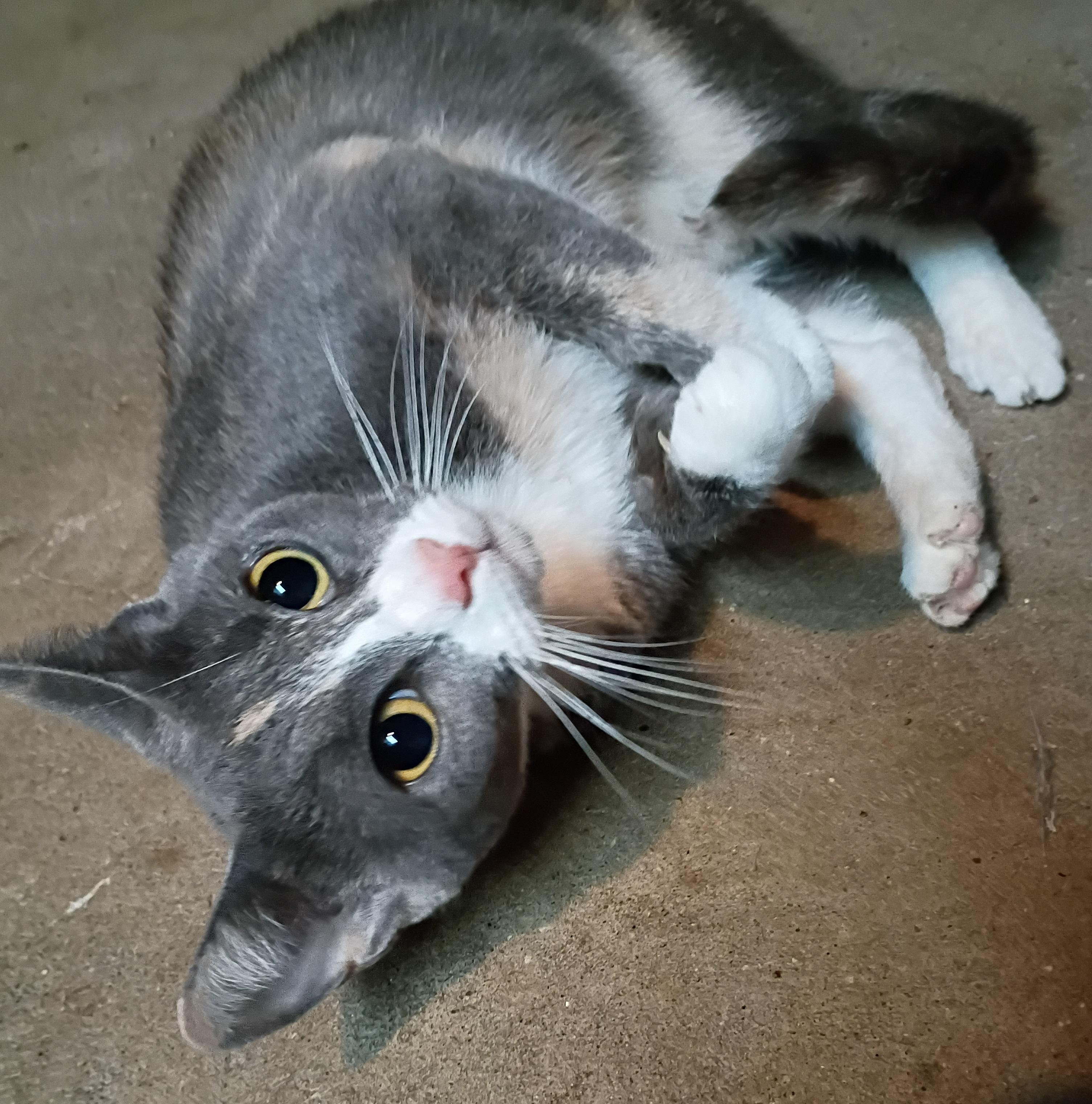 Butterball, Adoptable, Young Female Dilute Calico.
