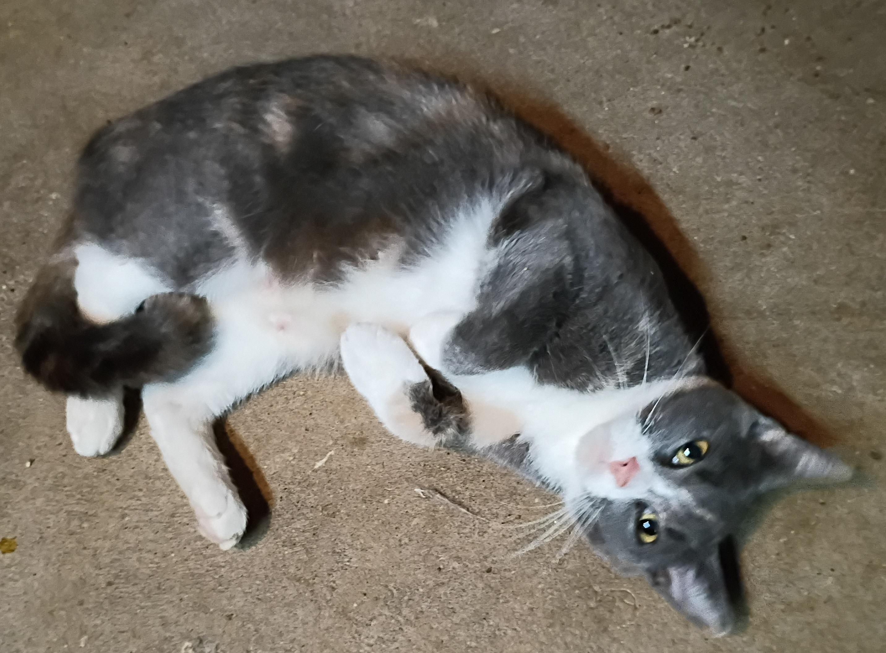 Enlarge Butterball, a Adoptable Dilute Calico in Mansfield Center, CT image 2/4