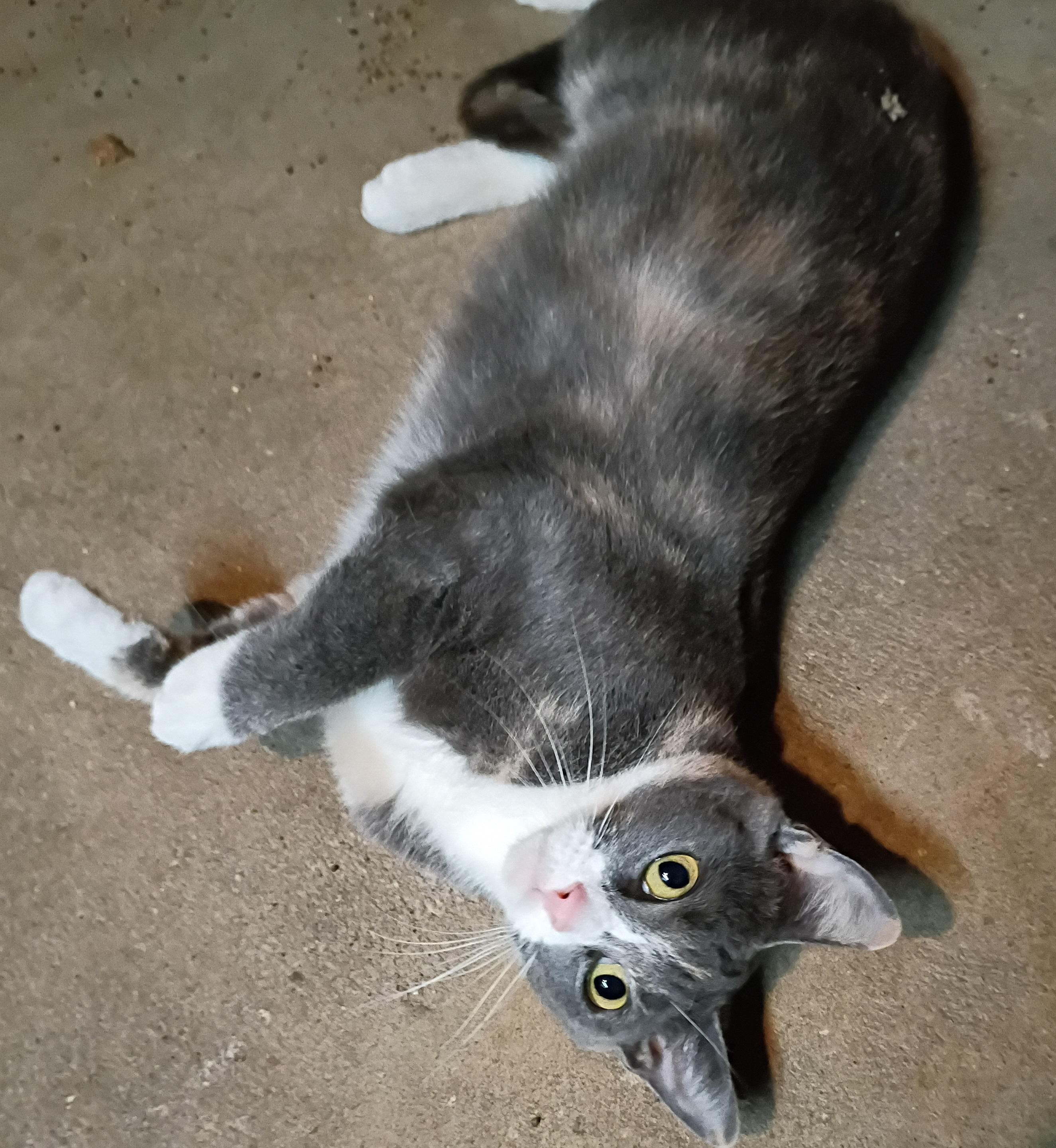 Enlarge Butterball, a Adoptable Dilute Calico in Mansfield Center, CT image 3/4
