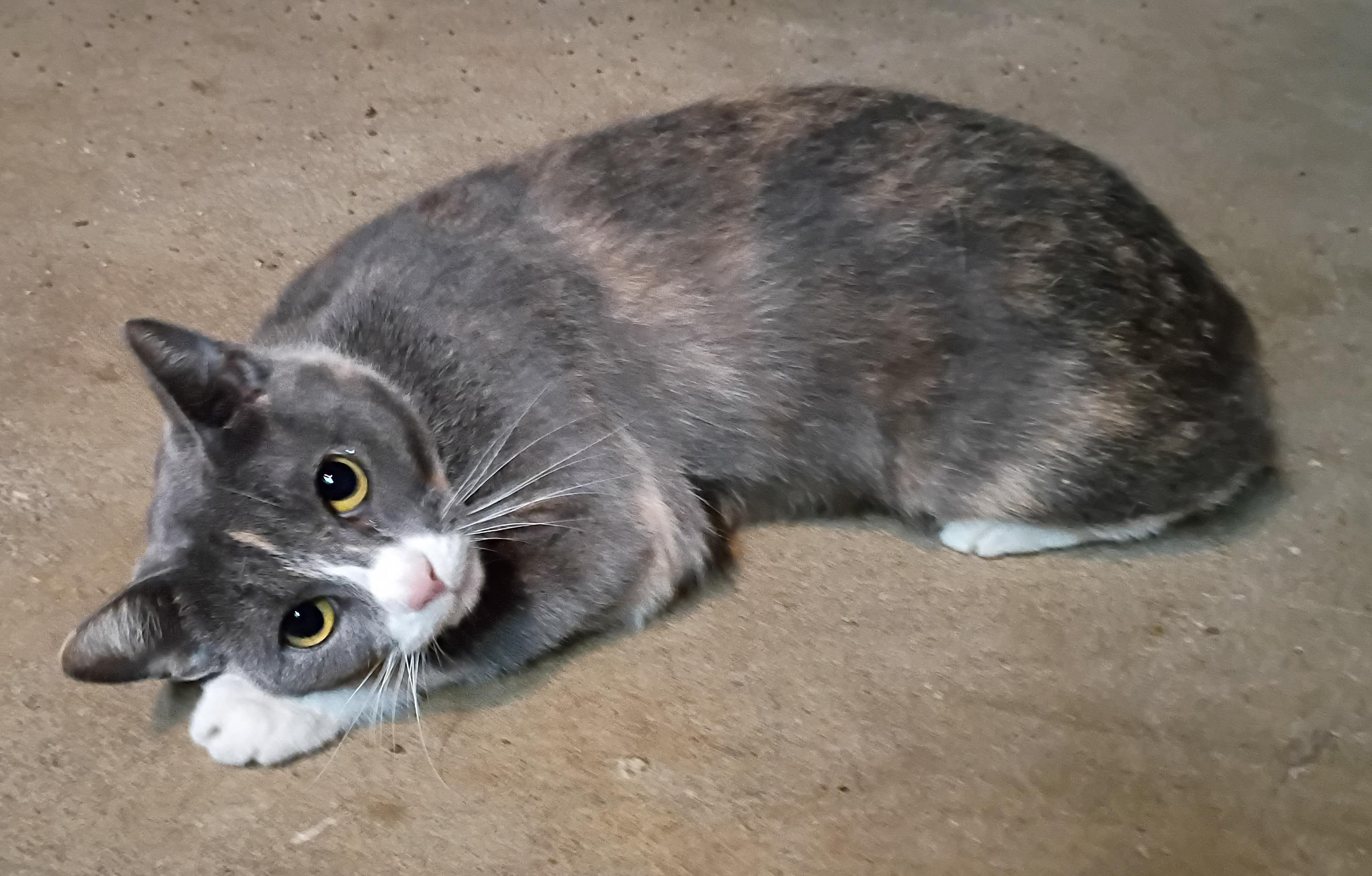 Enlarge Butterball, a Adoptable Dilute Calico in Mansfield Center, CT image 4/4
