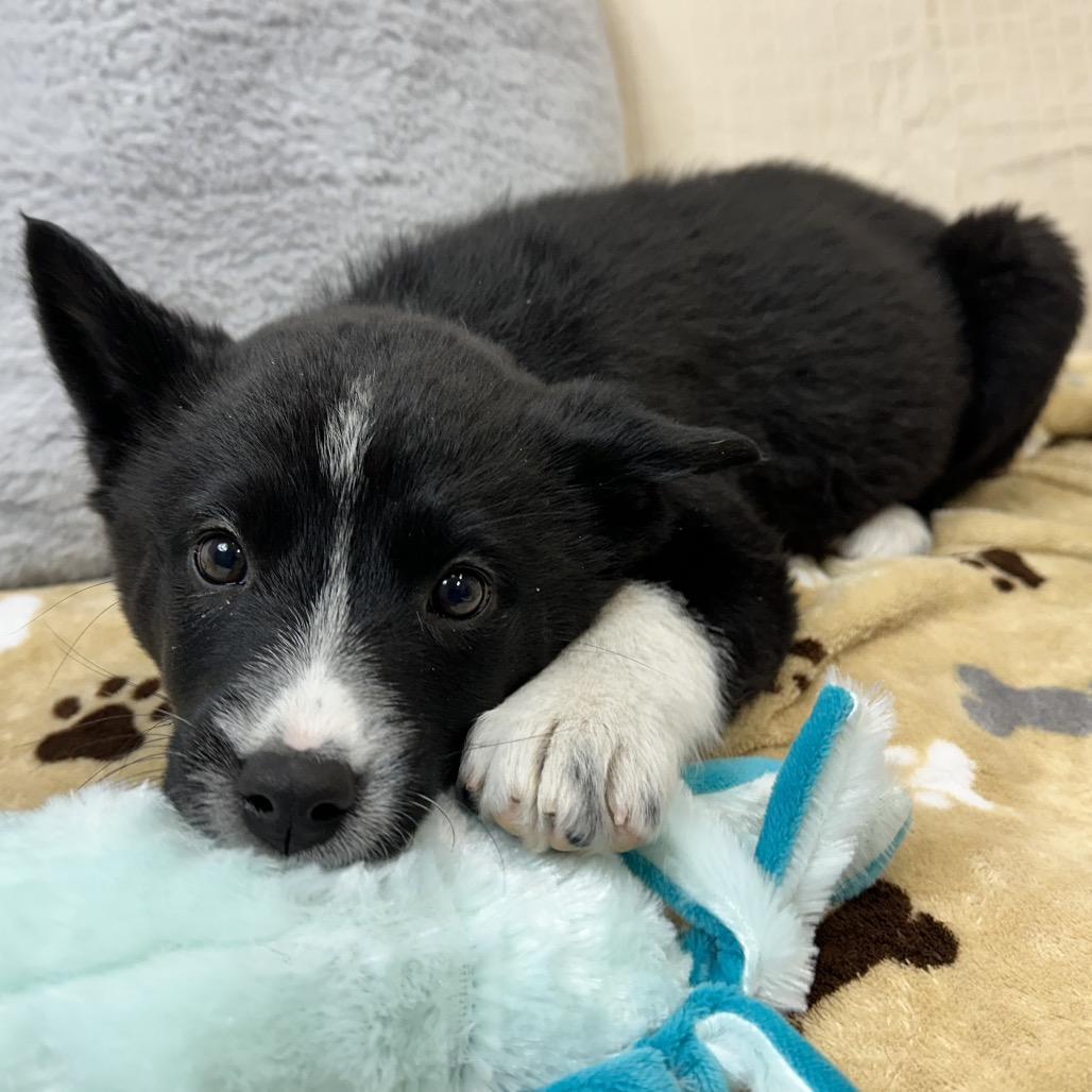 Lindt, a Adoptable Mixed Breed in Park City, UT image 3/4