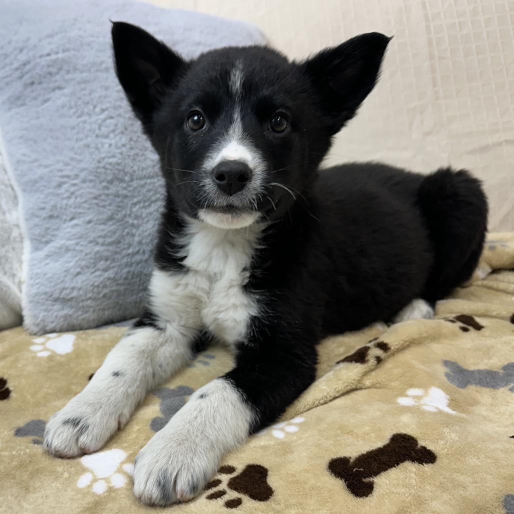 Lindt, a Adoptable Mixed Breed in Park City, UT image 4/4