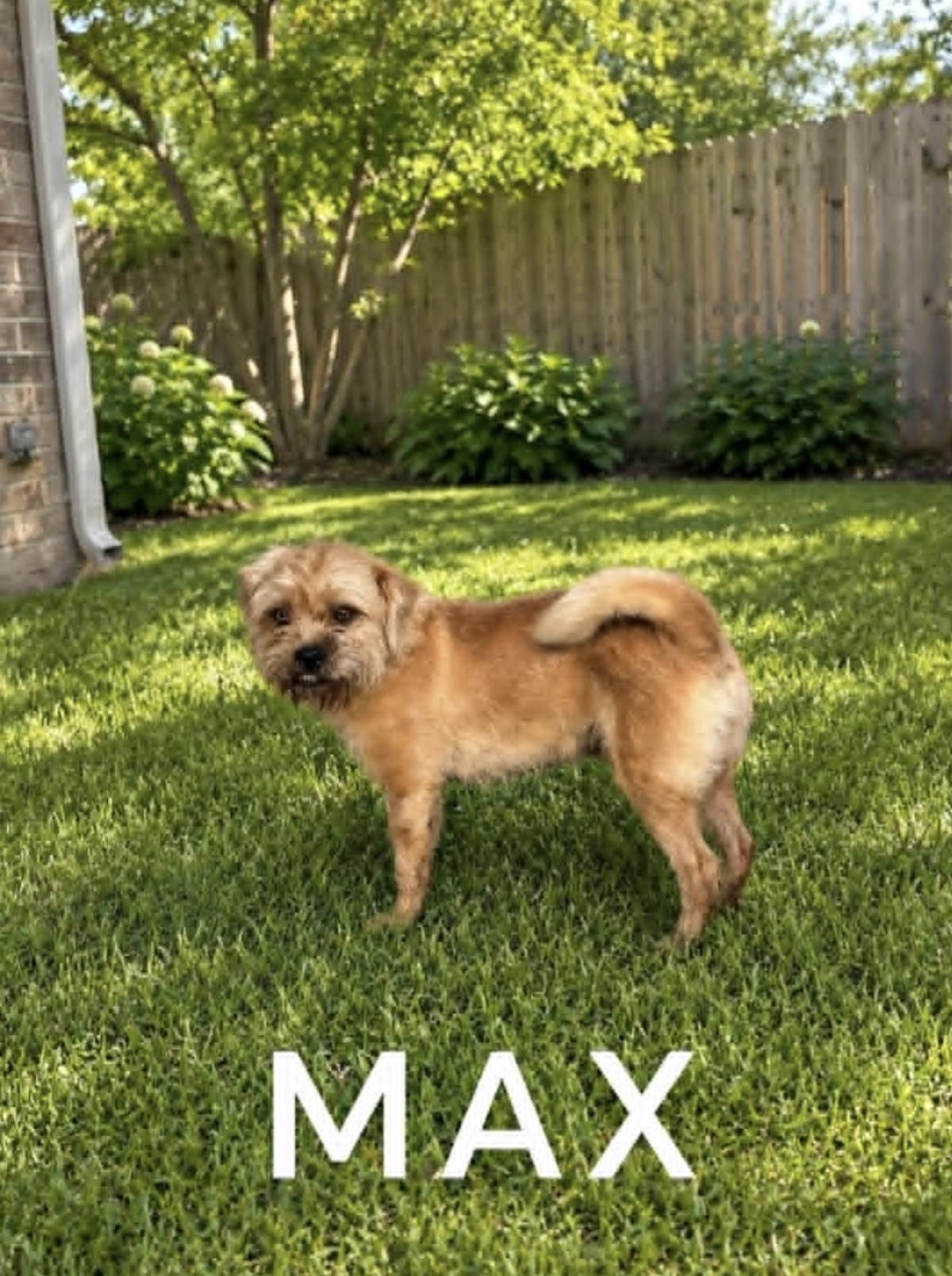Enlarge Max Shih Tzu, an adopted mixed breed in Allentown, PA image 2/5