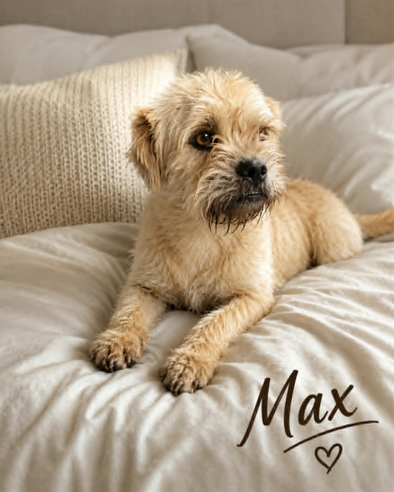 Enlarge Max Shih Tzu, an adopted mixed breed in Allentown, PA image 4/5
