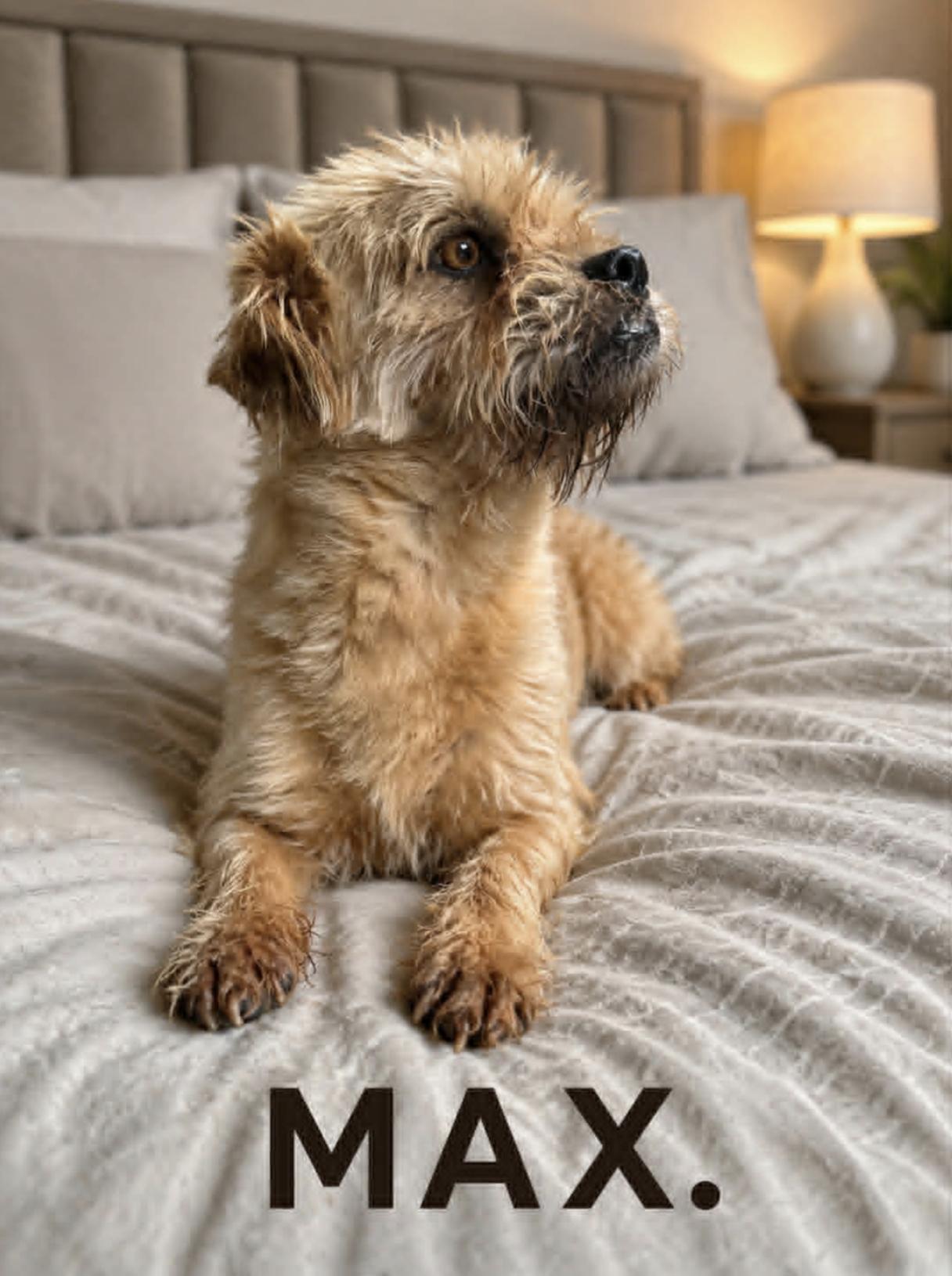 Enlarge Max Shih Tzu, an adopted mixed breed in Allentown, PA image 5/5