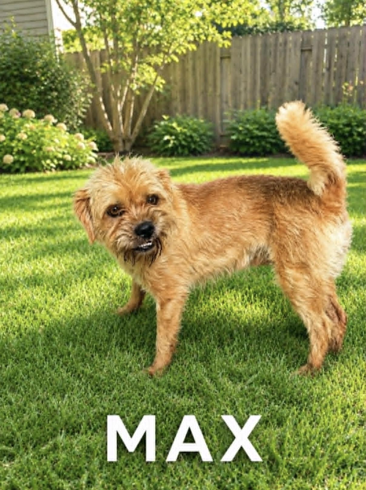 Enlarge Max Shih Tzu, an adopted mixed breed in Allentown, PA image 3/5