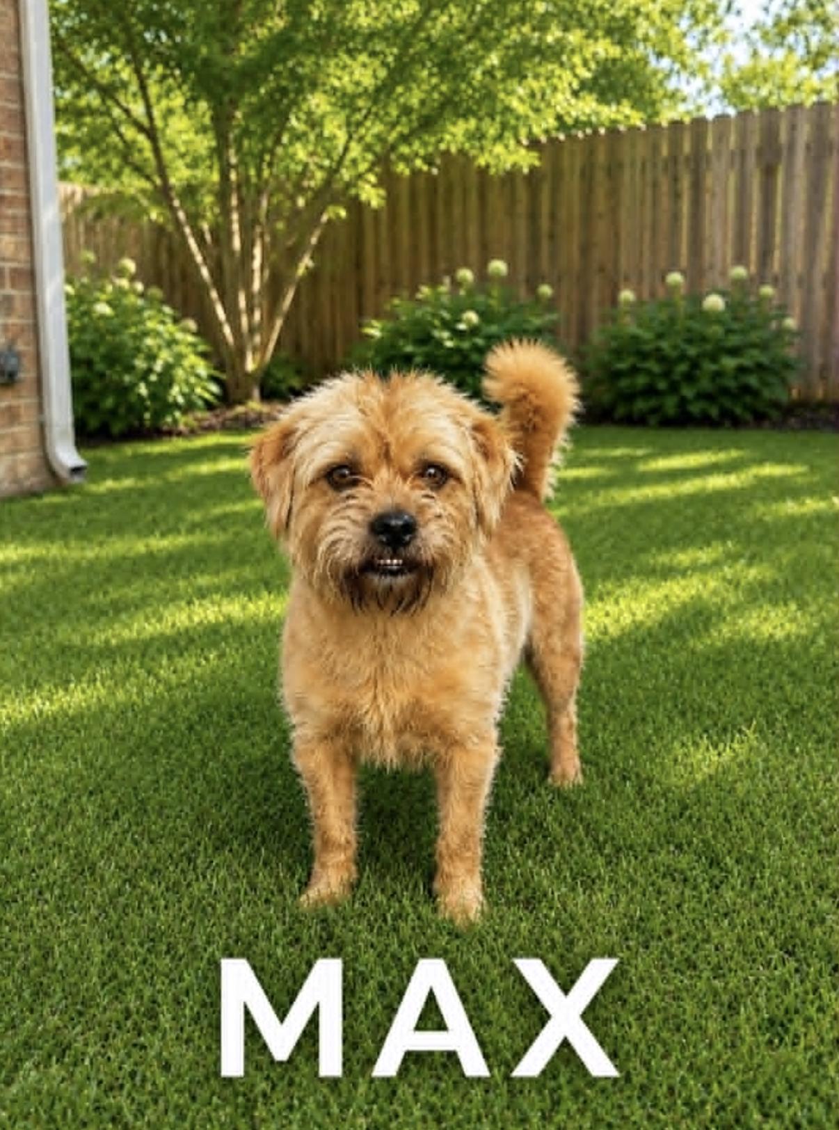 Enlarge Max Shih Tzu, an adopted mixed breed in Allentown, PA image 1/5