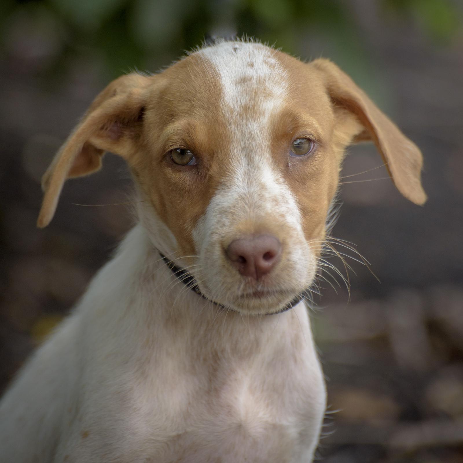 Piper-8/1/26, an adopted mixed breed in Lambertville, NJ image 1/4