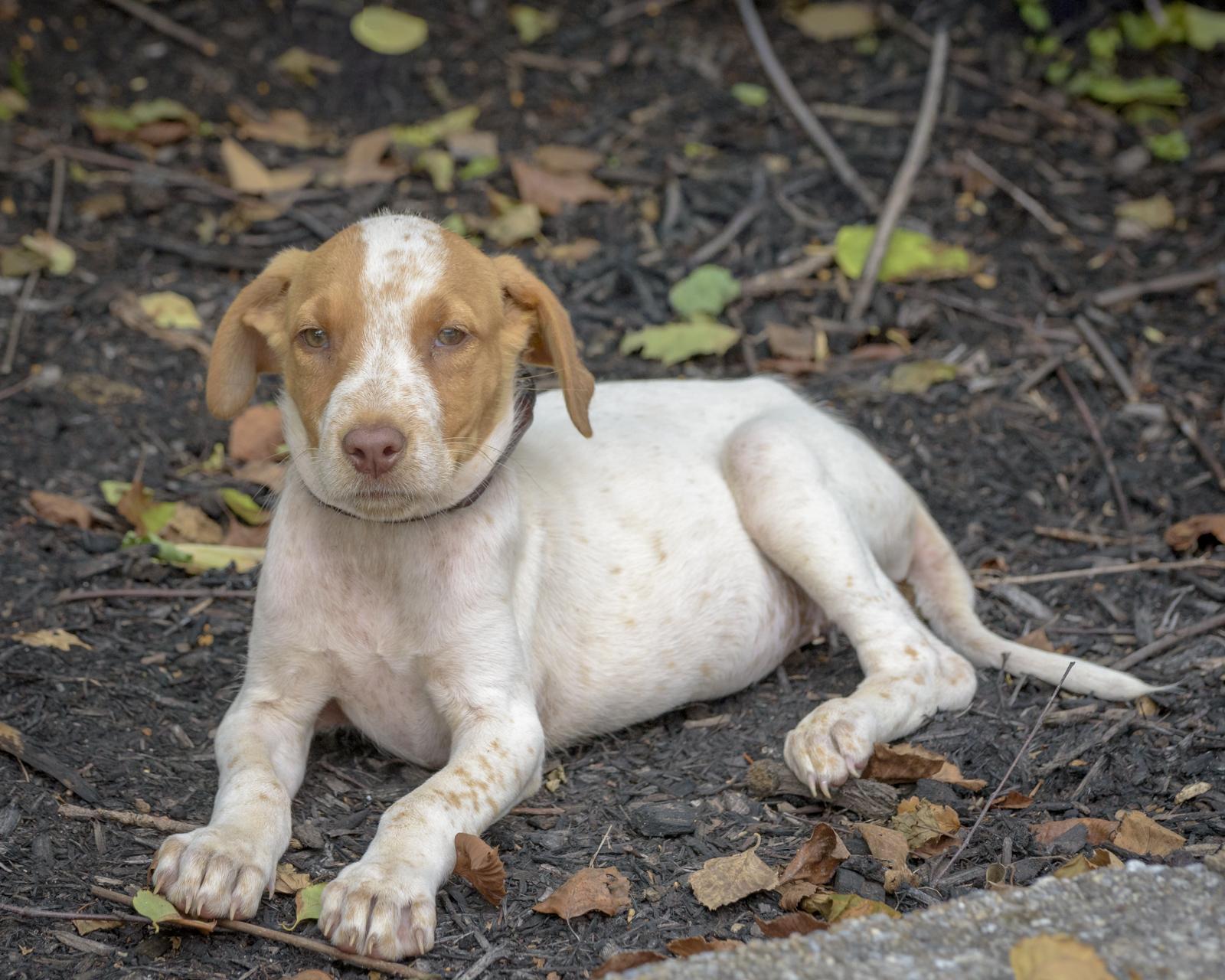 Piper-8/1/26, an adopted mixed breed in Lambertville, NJ image 2/4