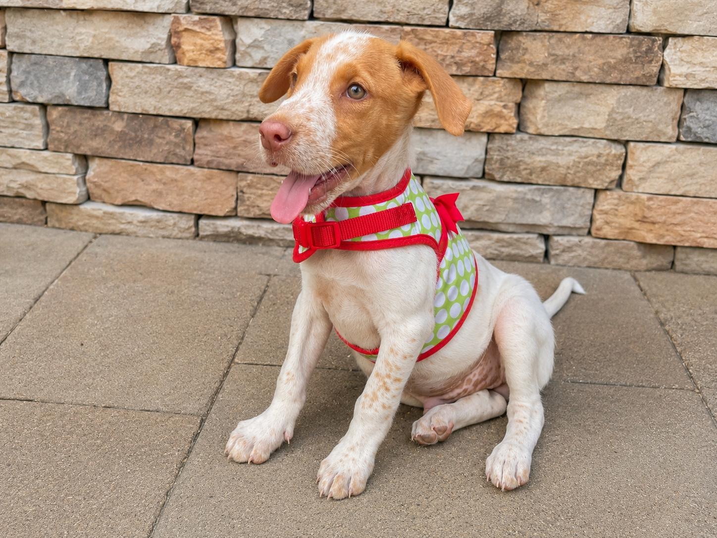 Piper-8/1/26, an adopted mixed breed in Lambertville, NJ image 4/4