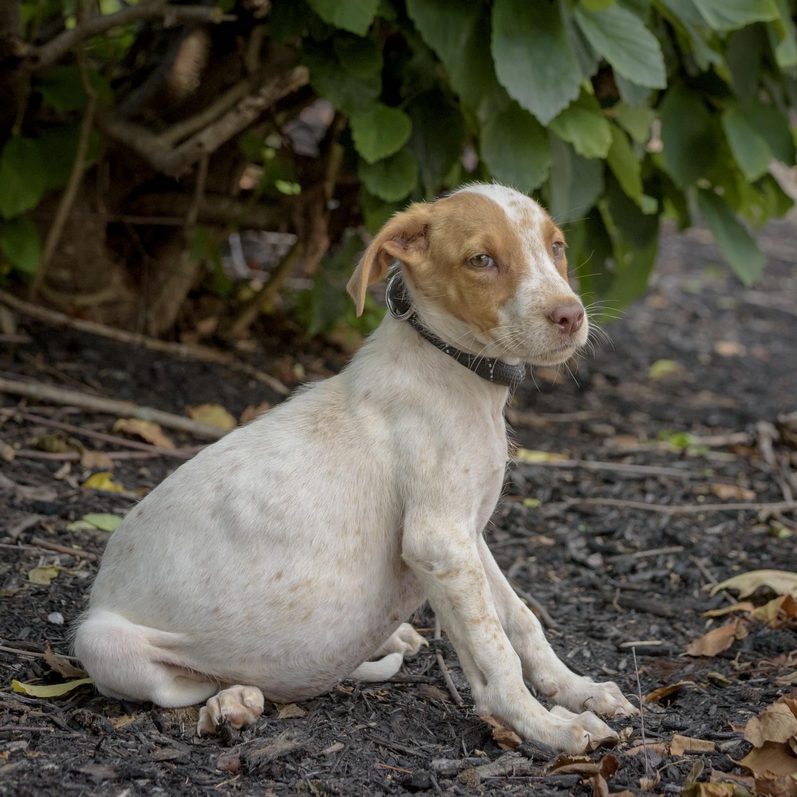 Piper-8/1/26, an adopted mixed breed in Lambertville, NJ image 3/4