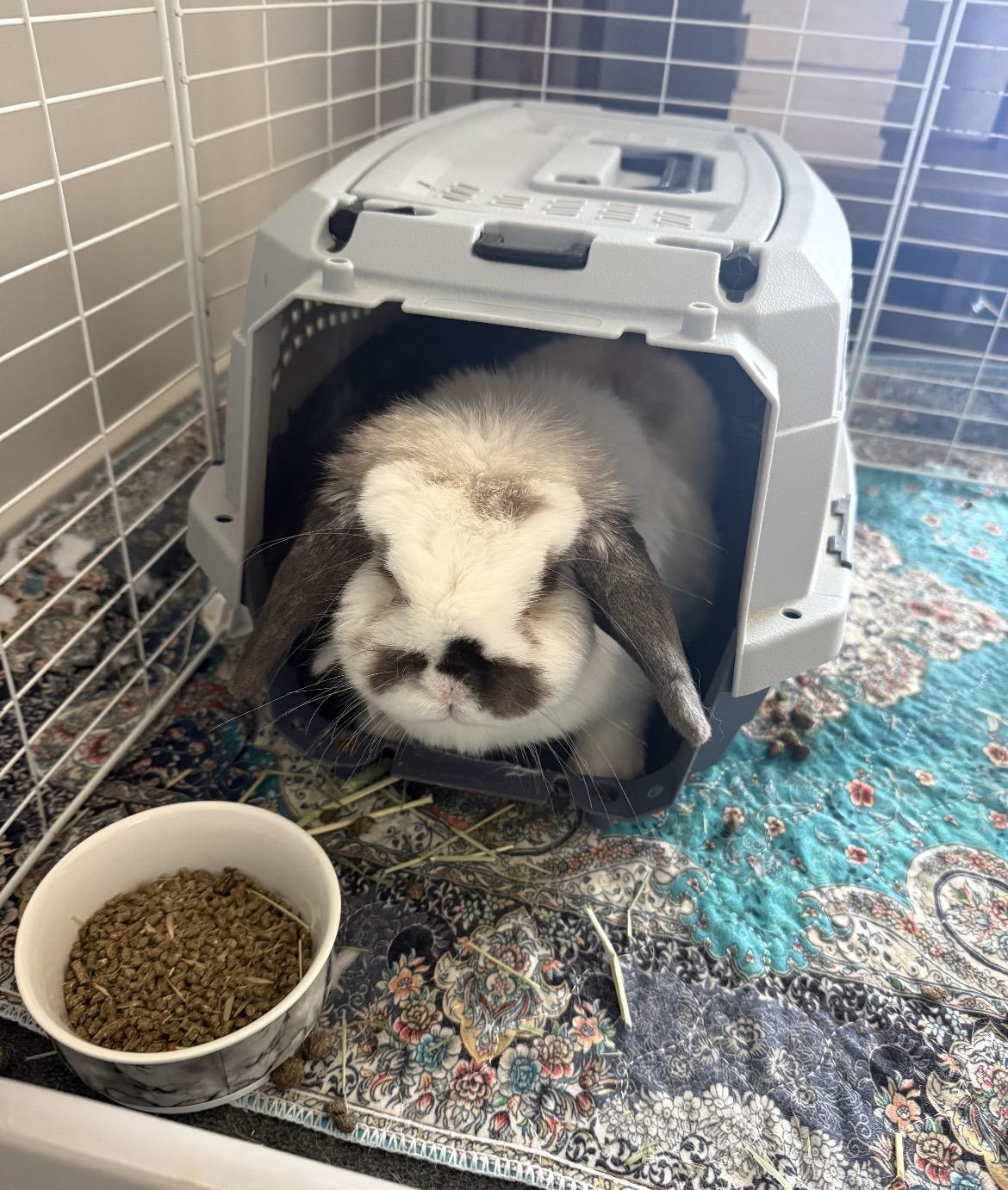 Enlarge Gwennie, a Adoptable Holland Lop in Omaha, NE image 2/4