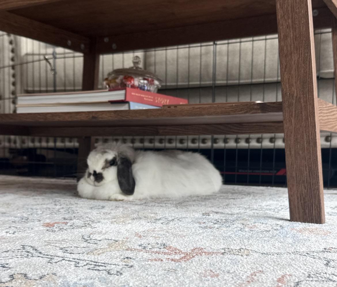 Enlarge Gwennie, a Adoptable Holland Lop in Omaha, NE image 3/4