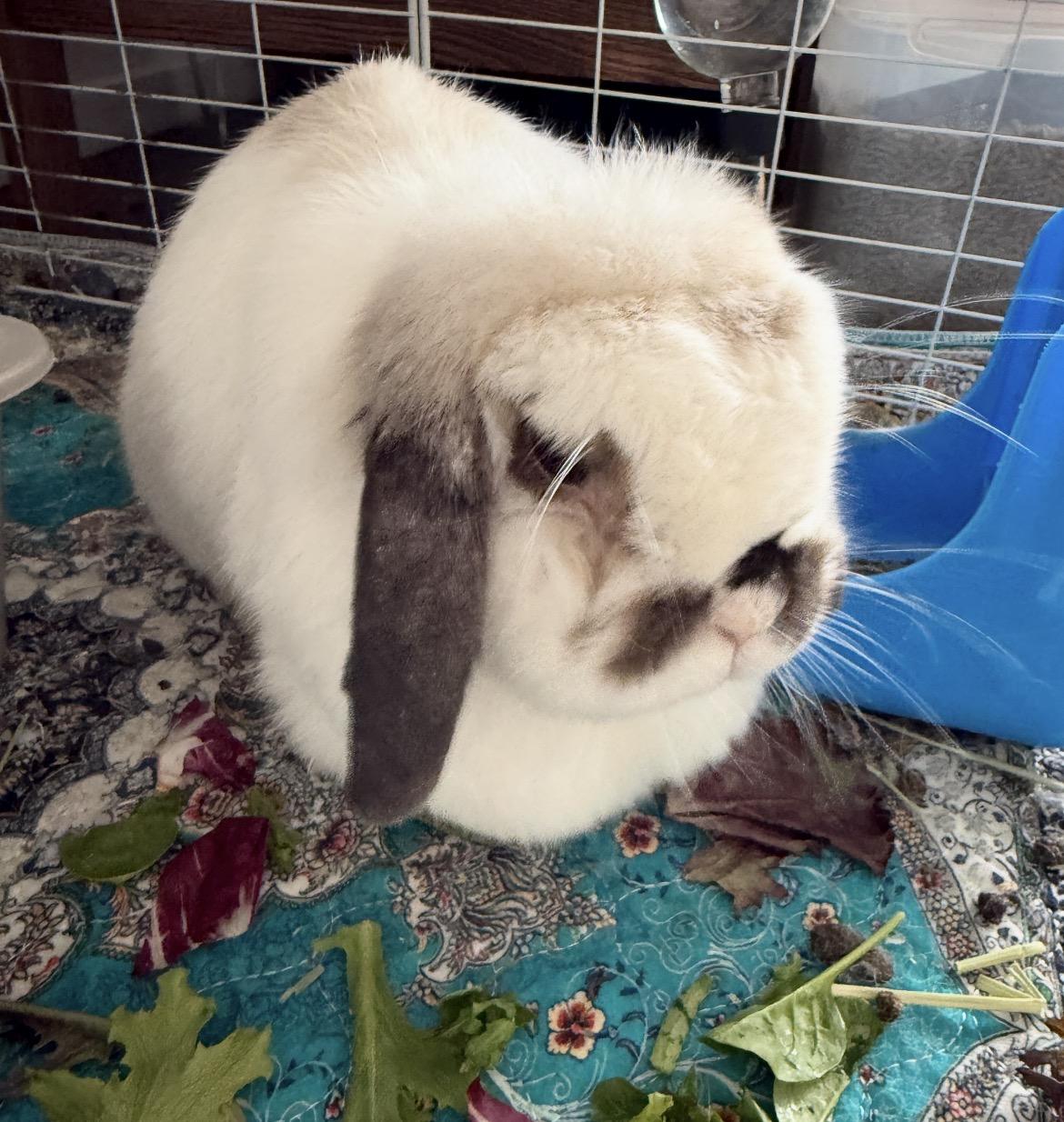 Enlarge Gwennie, a Adoptable Holland Lop in Omaha, NE image 1/4