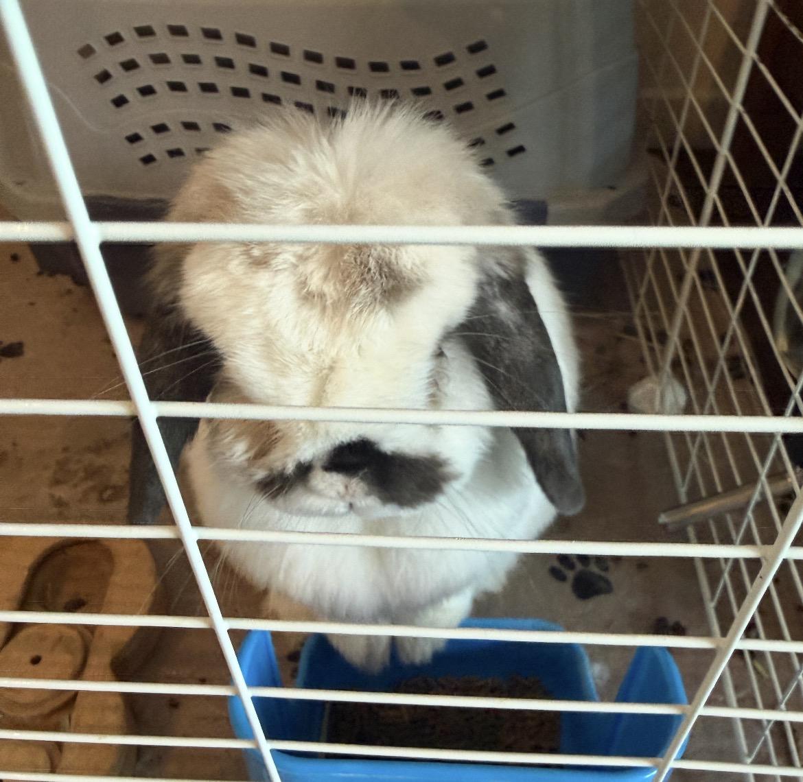 Enlarge Gwennie, a Adoptable Holland Lop in Omaha, NE image 4/4