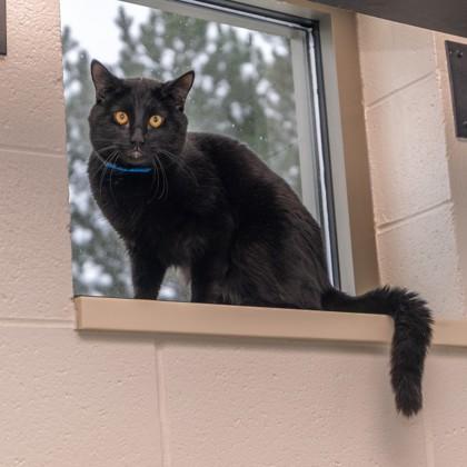 Enlarge Midnight, a Adoptable mixed breed in Westland, MI image 1/3