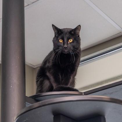 Enlarge Midnight, a Adoptable mixed breed in Westland, MI image 2/3