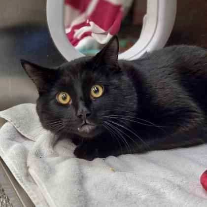 Midnight, Adoptable, Young Male Domestic Short Hair & Domestic Short Hair.