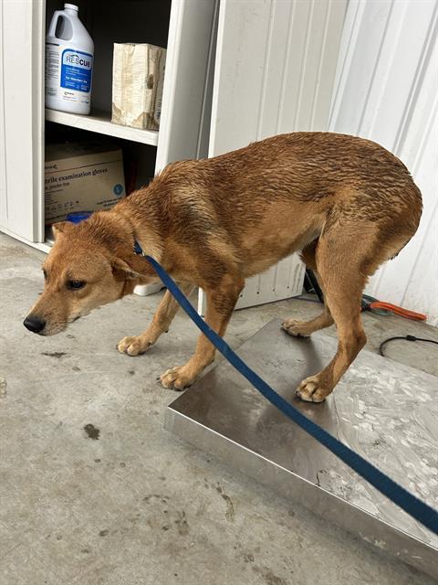 Enlarge Lillia -- LONGTIME RESIDENT!, a ADOPTABLE Shepherd in Thousand Oaks, CA image 1/1