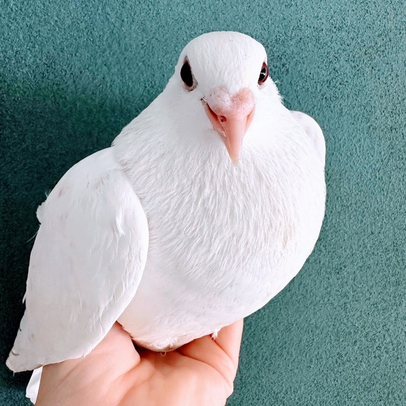 Douglas