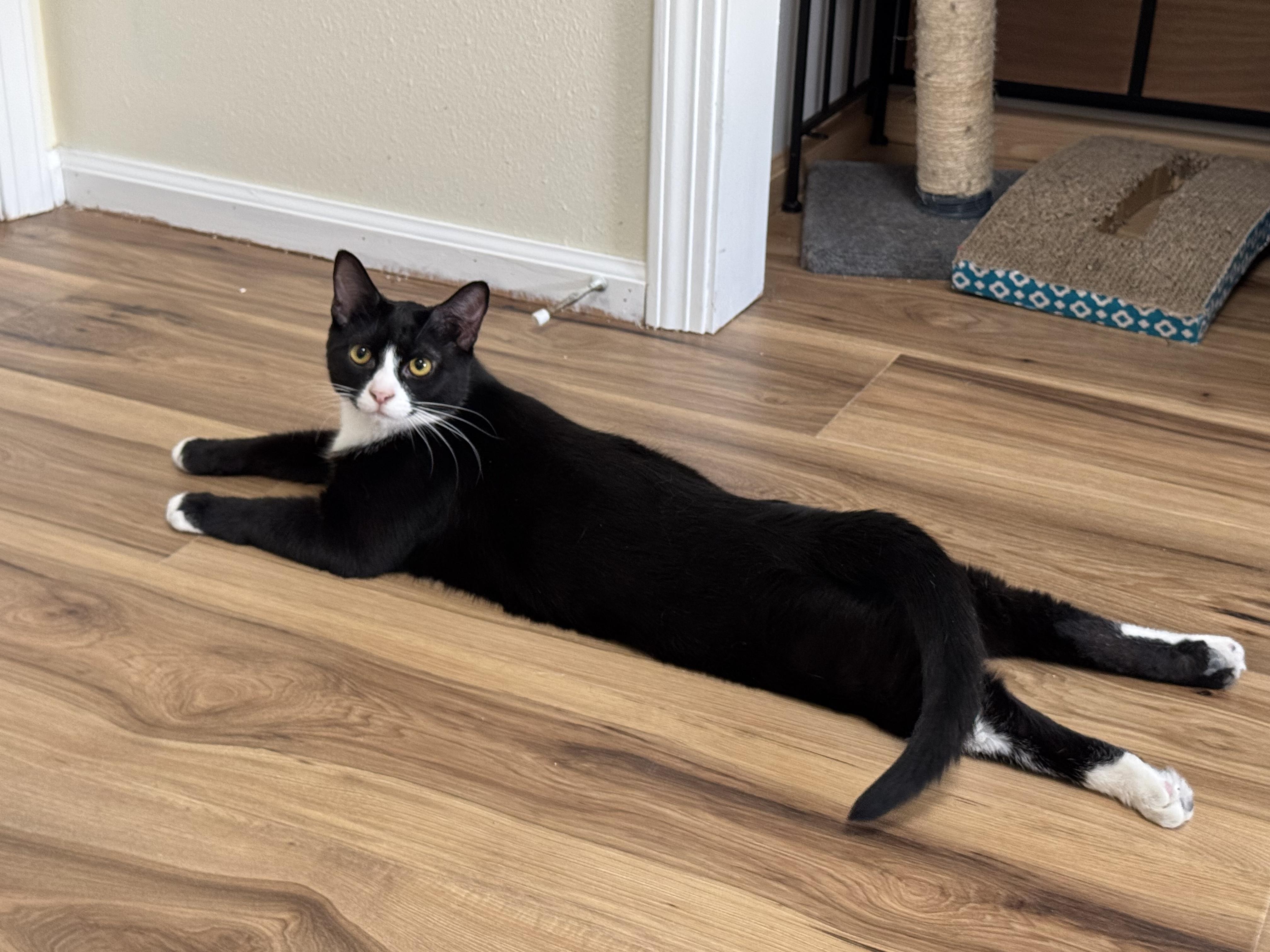 Thelma & Louise (bonded pair) photo 4