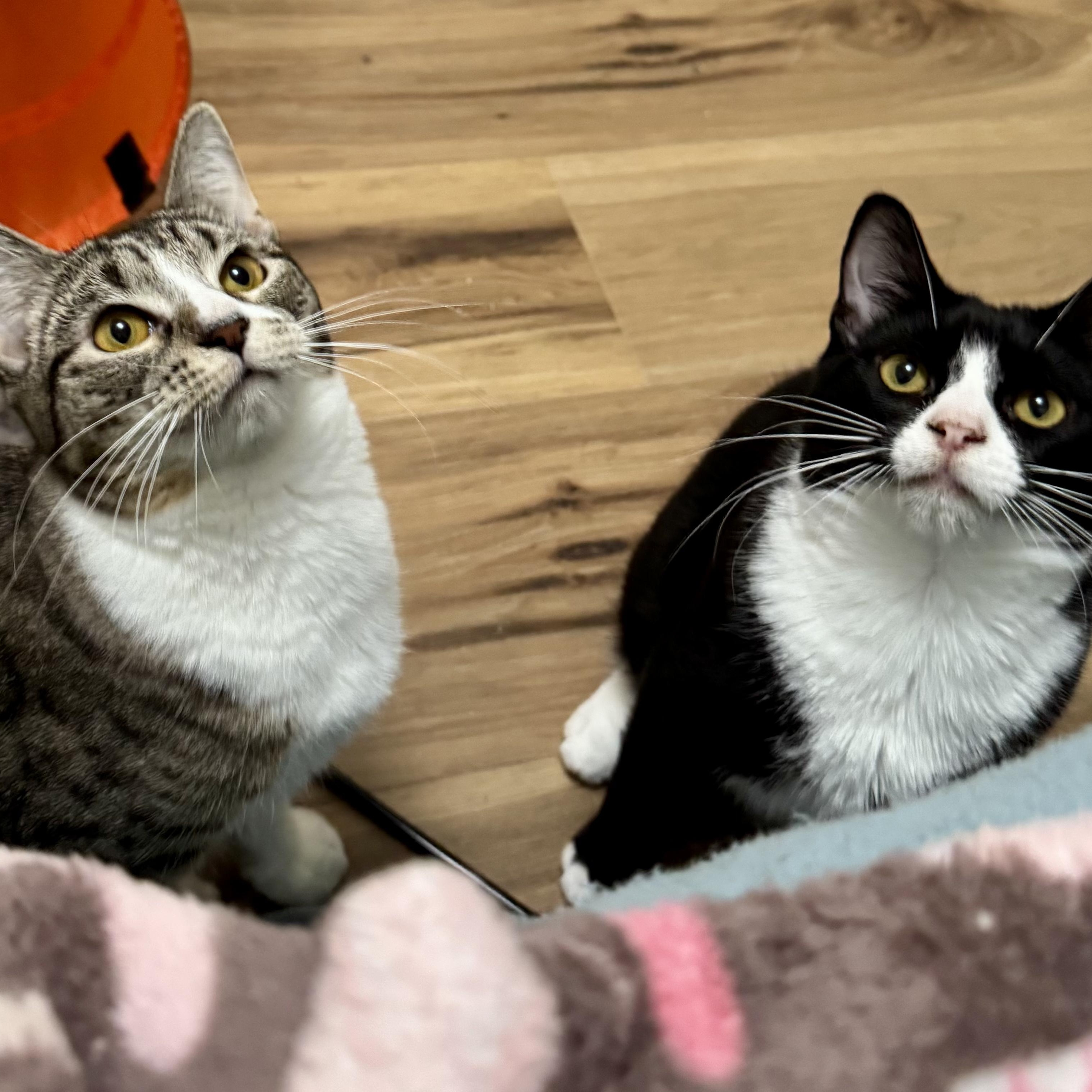 Thelma & Louise (bonded pair), Baby Female Domestic Short Hair