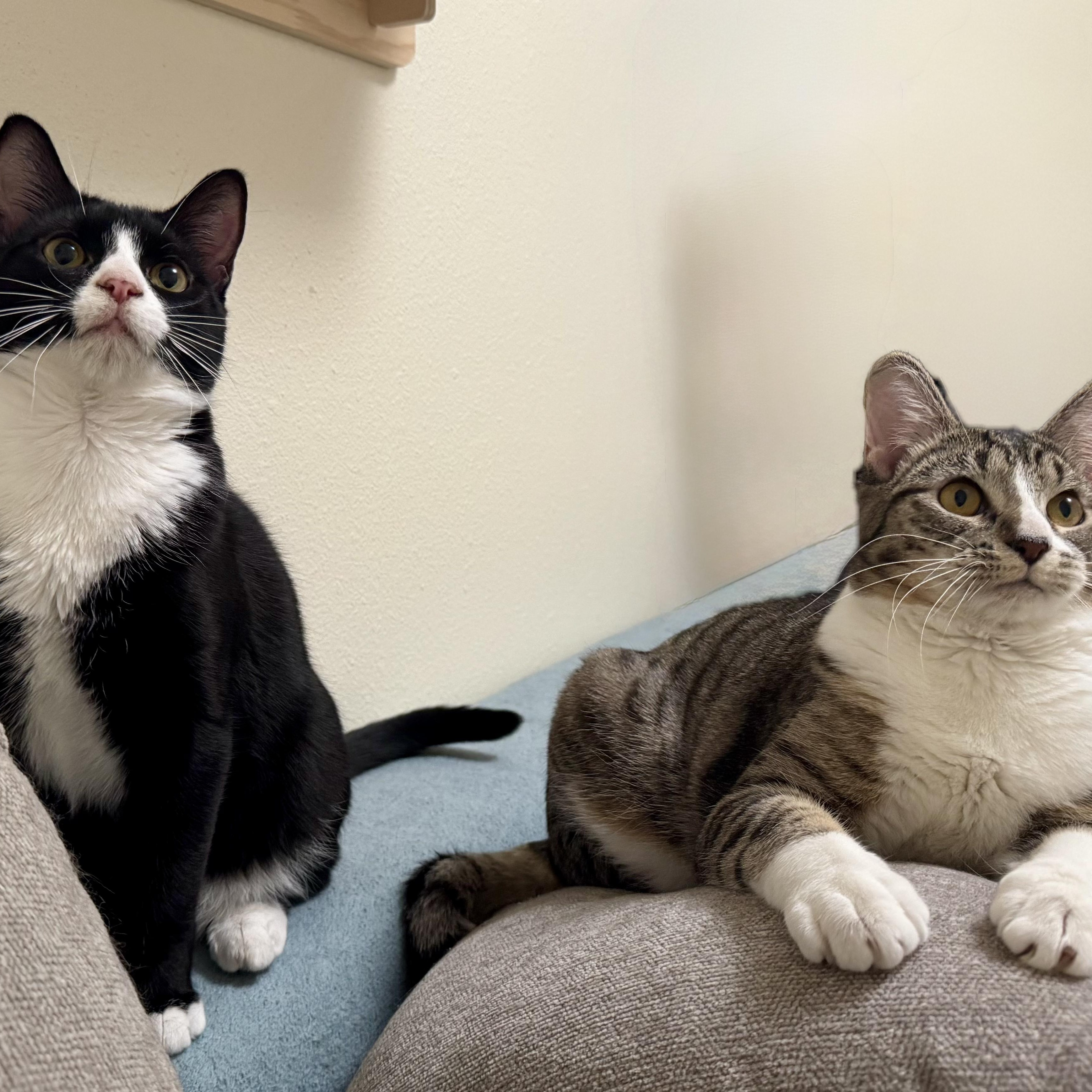 Thelma & Louise (bonded pair) photo 2