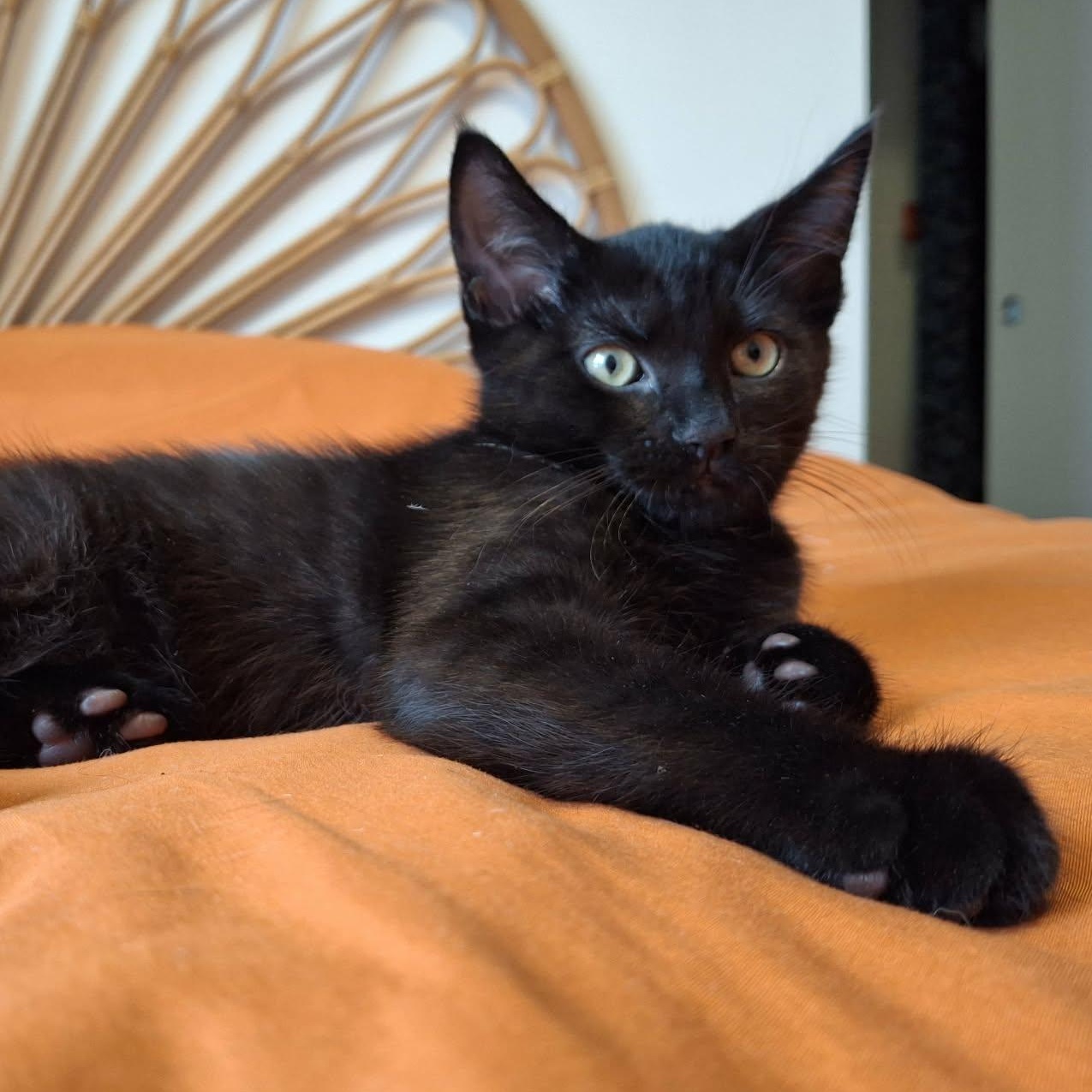 Enlarge ARES, a Adoptable Domestic Short Hair in Campbell River, BC image 3/6