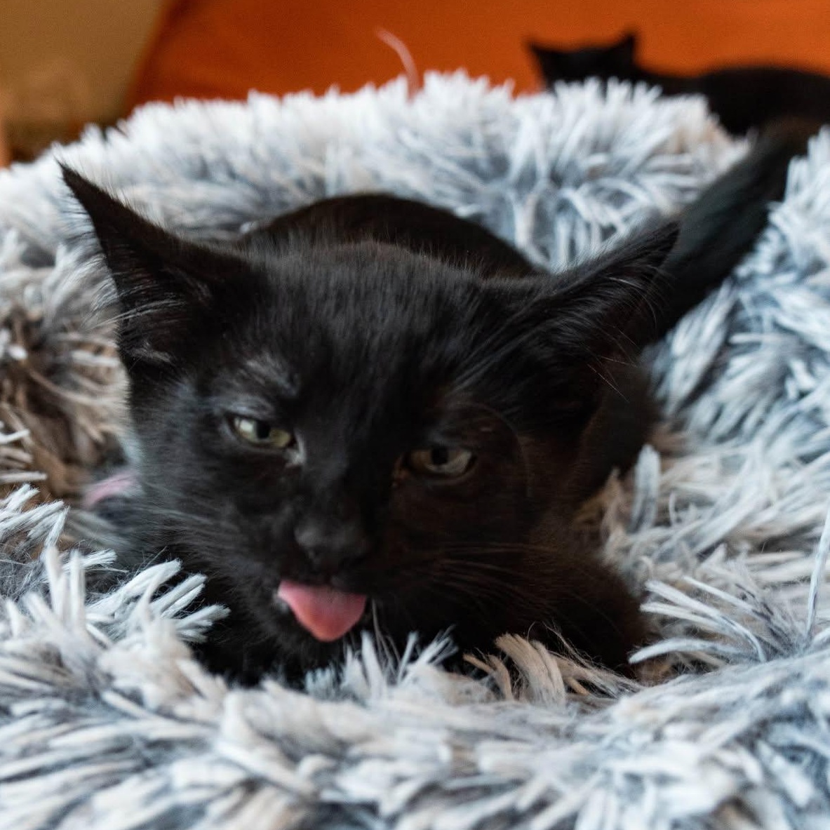 Enlarge ARES, a Adoptable Domestic Short Hair in Campbell River, BC image 5/6