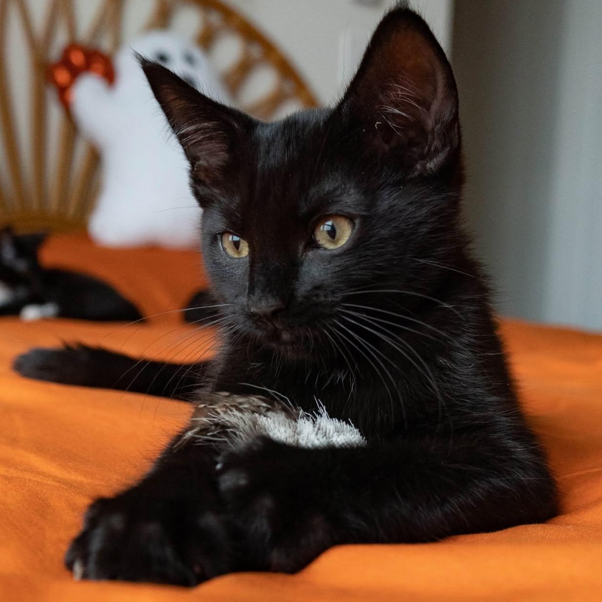 Enlarge ARES, a Adoptable Domestic Short Hair in Campbell River, BC image 1/6