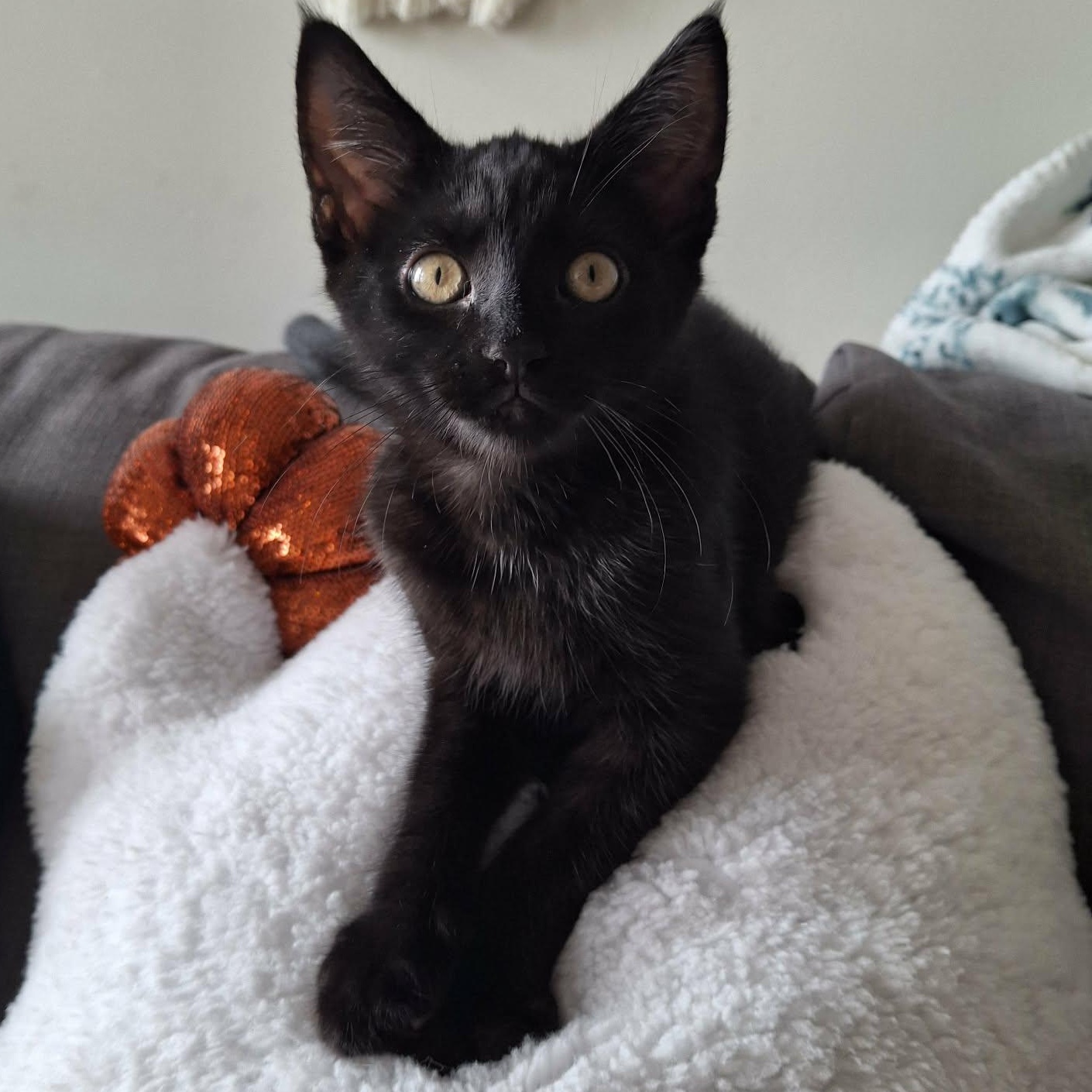 Enlarge ARES, a Adoptable Domestic Short Hair in Campbell River, BC image 4/6