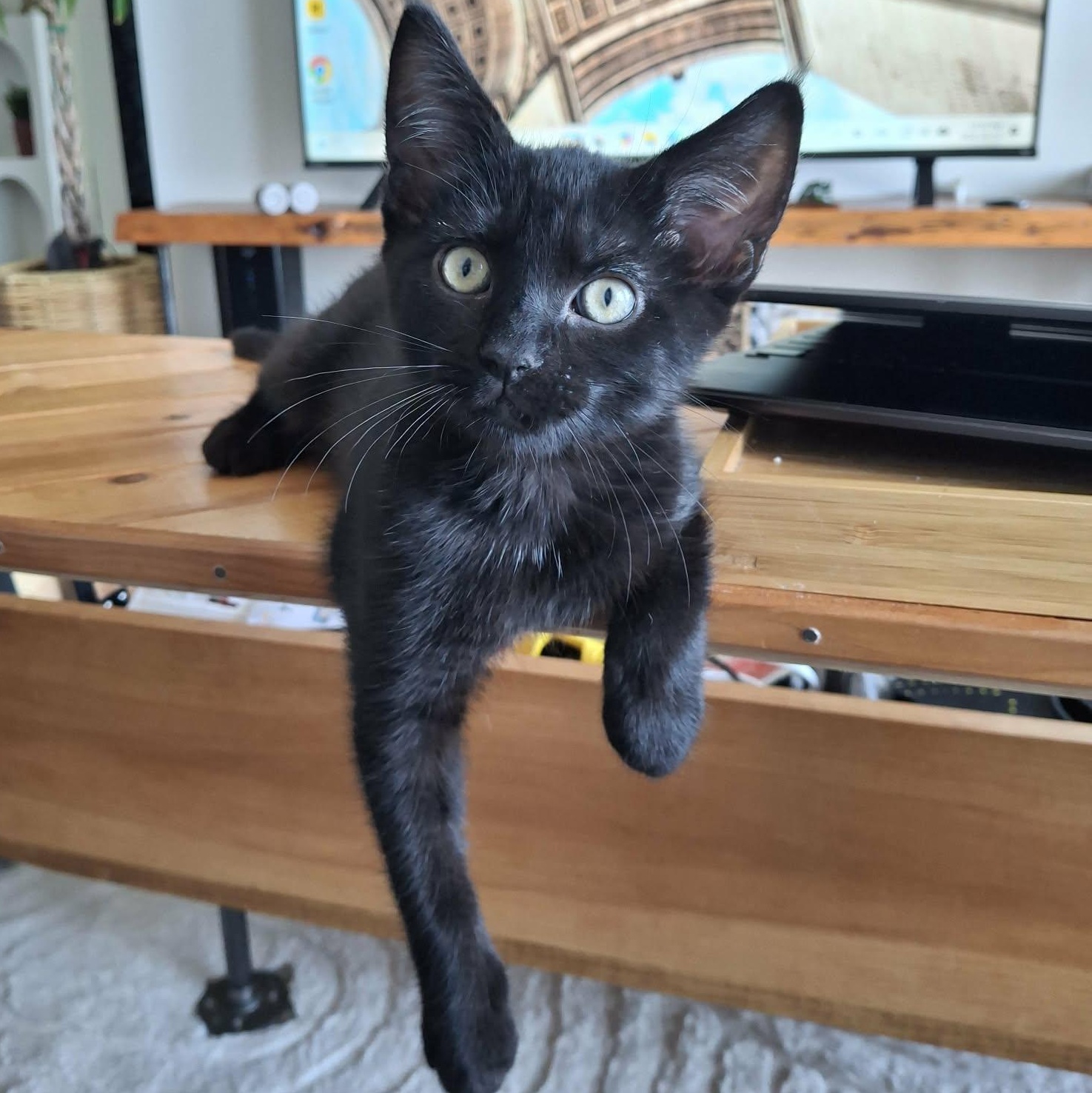 Enlarge ARES, a Adoptable Domestic Short Hair in Campbell River, BC image 2/6