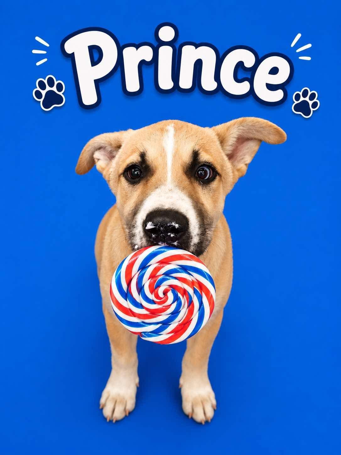 Prince, a Adoptable mixed breed in Mobile, AL image 4/4
