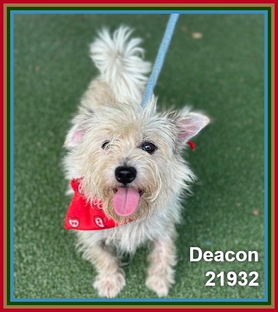 Enlarge DEACON, an adopted mixed breed in Marietta, GA image 3/4