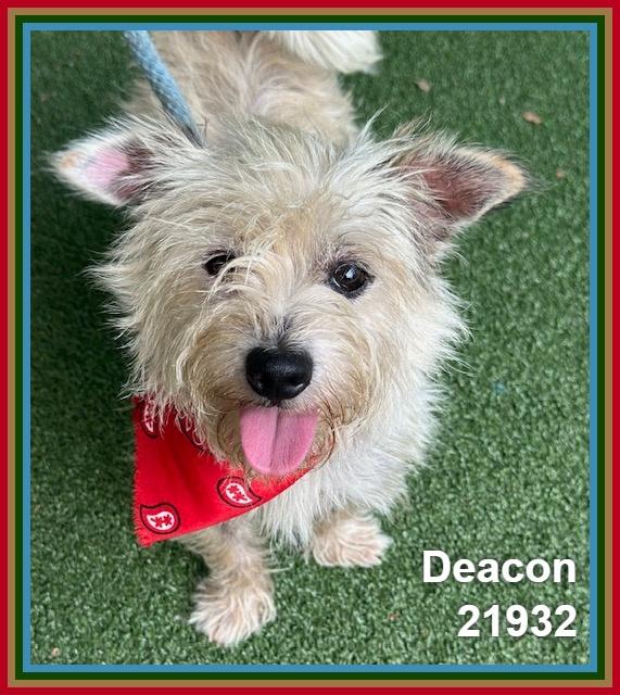 DEACON, adopted, Adult Male Terrier & West Highland White Terrier / Westie.