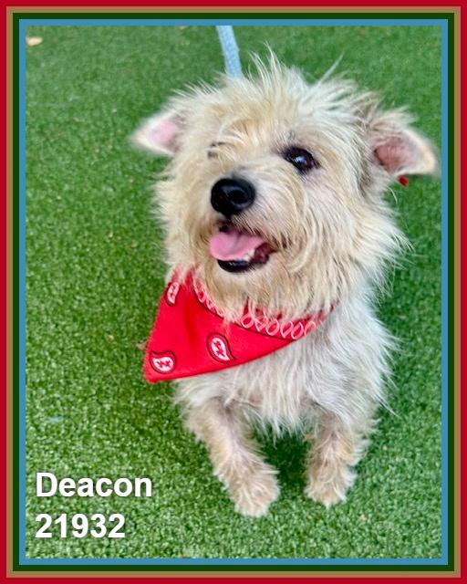 Enlarge DEACON, an adopted mixed breed in Marietta, GA image 4/4