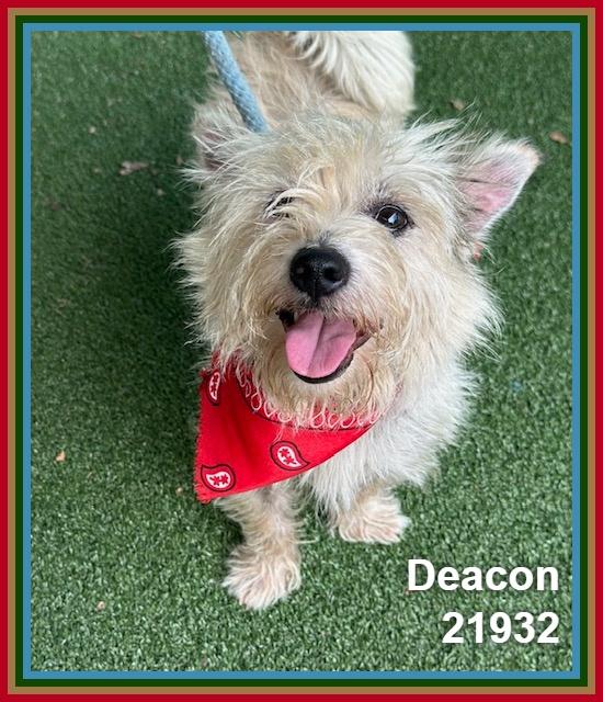 Enlarge DEACON, an adopted mixed breed in Marietta, GA image 2/4