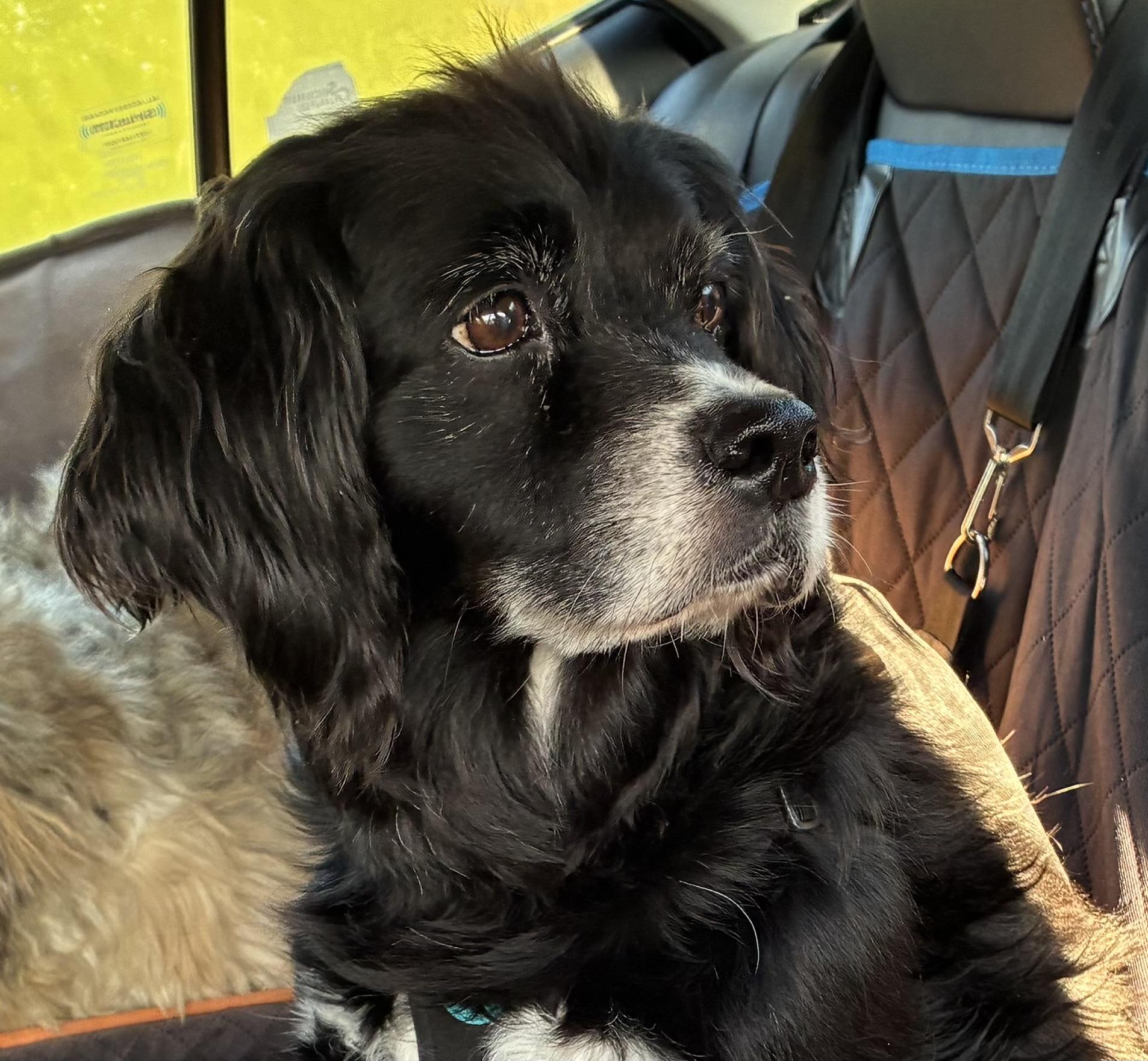 Enlarge Leela, a ADOPTABLE mixed breed in Silvana, WA image 2/4