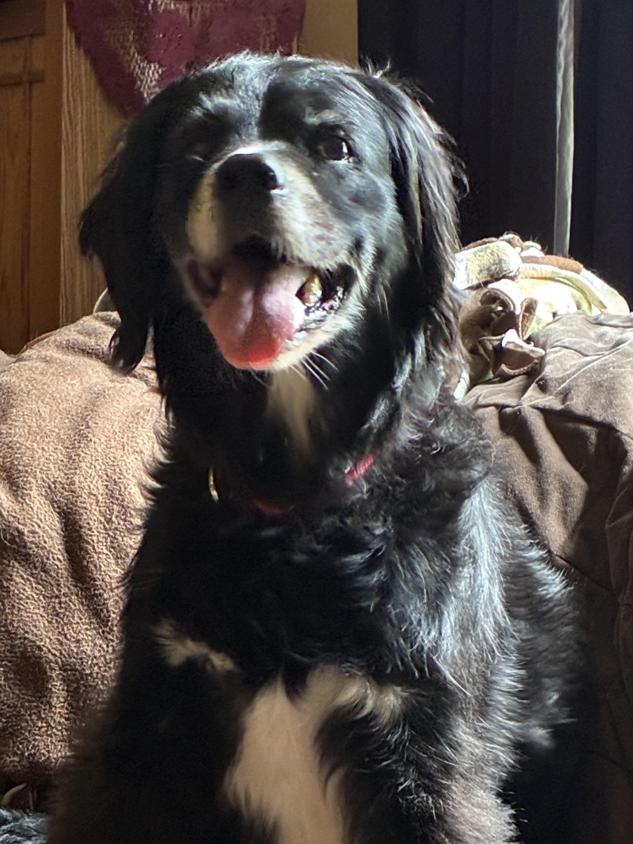 Enlarge Leela, a ADOPTABLE mixed breed in Silvana, WA image 1/4