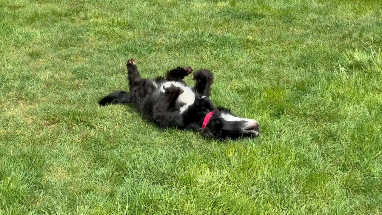 Enlarge Leela, a ADOPTABLE mixed breed in Silvana, WA video 4/4