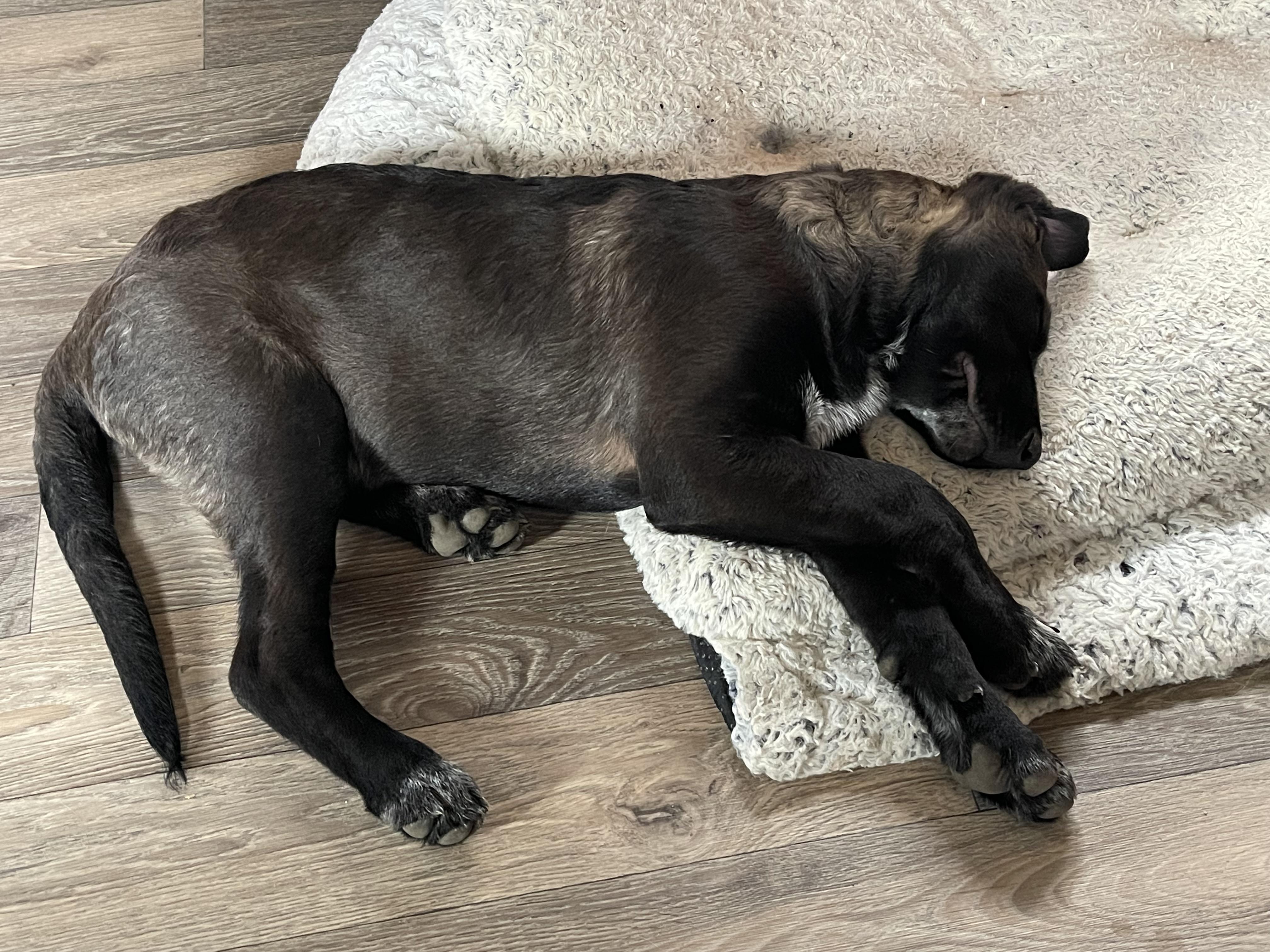 Timmy, a Adoptable mixed breed in St Petersburg, FL image 6/6