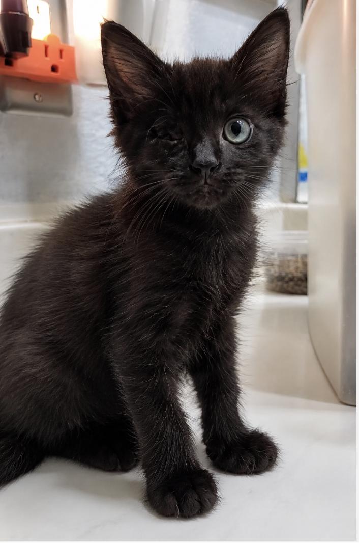Enlarge Braveheart- Sister of Tofu and Sushi), an adopted Domestic Medium Hair in Houston, TX image 2/2
