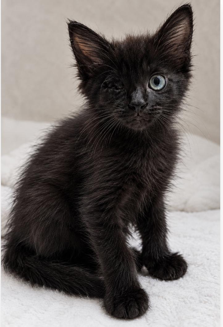 Braveheart- Sister of Tofu and Sushi), adopted, Kitten Female Domestic Medium Hair.