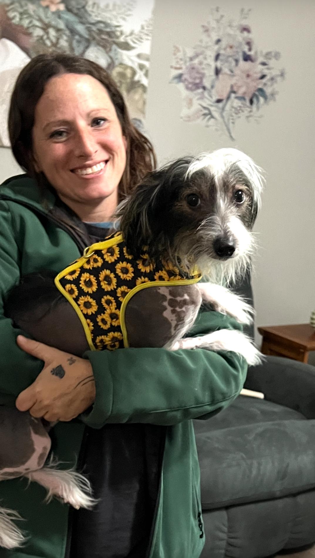 Harley, Adopted, Young Male Chinese Crested Dog.