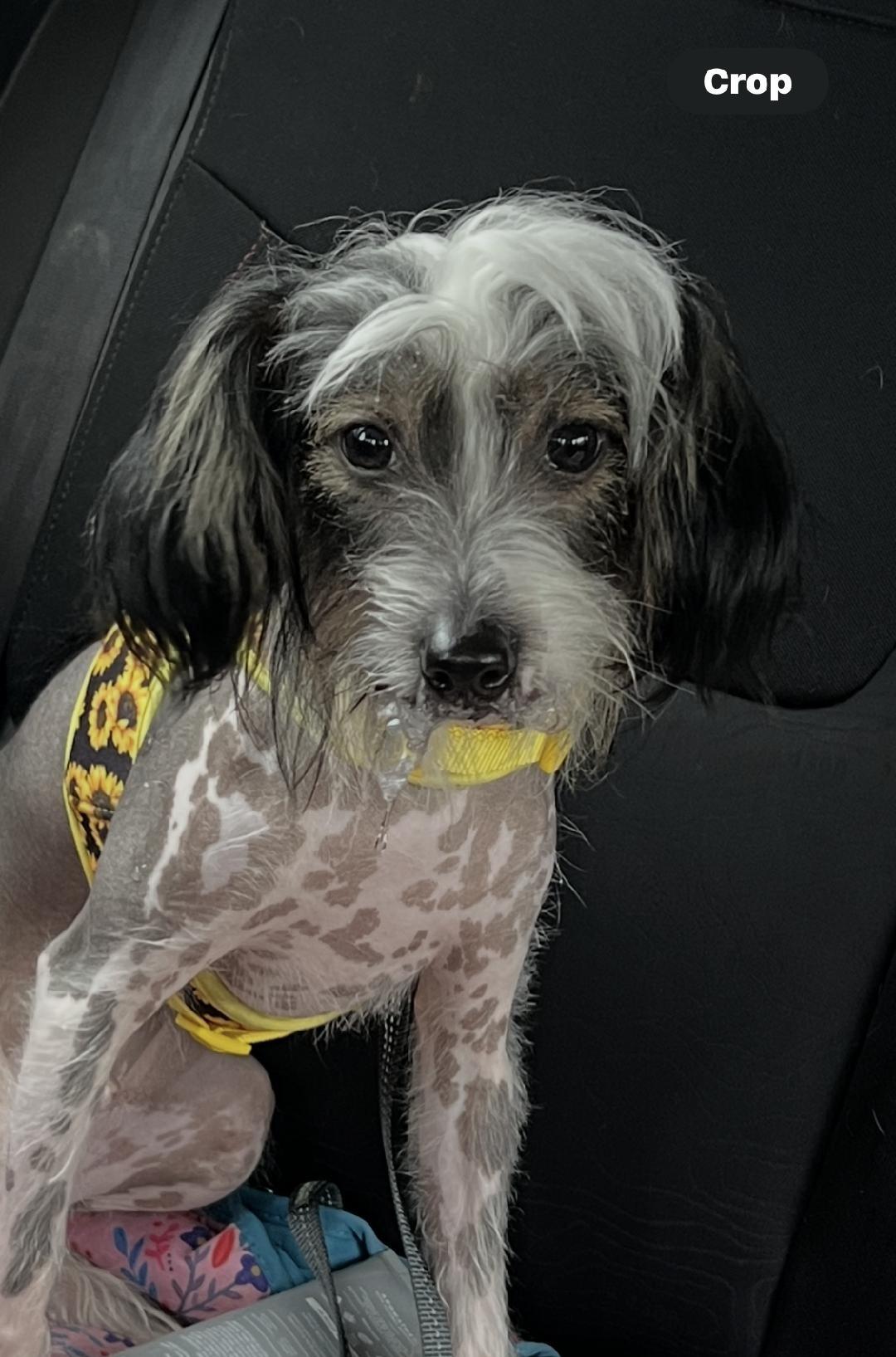 Enlarge Harley, a Adopted Chinese Crested Dog in Auburn, KS image 2/2