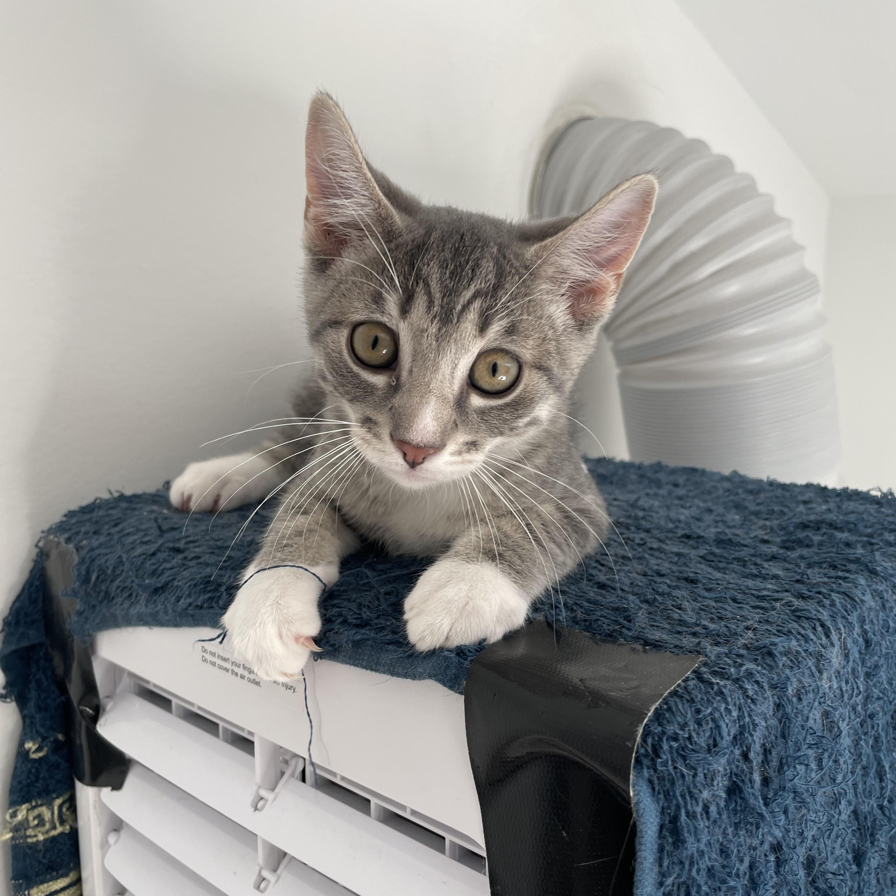 Mittens (AS), Adopted, Kitten Male Domestic Short Hair.