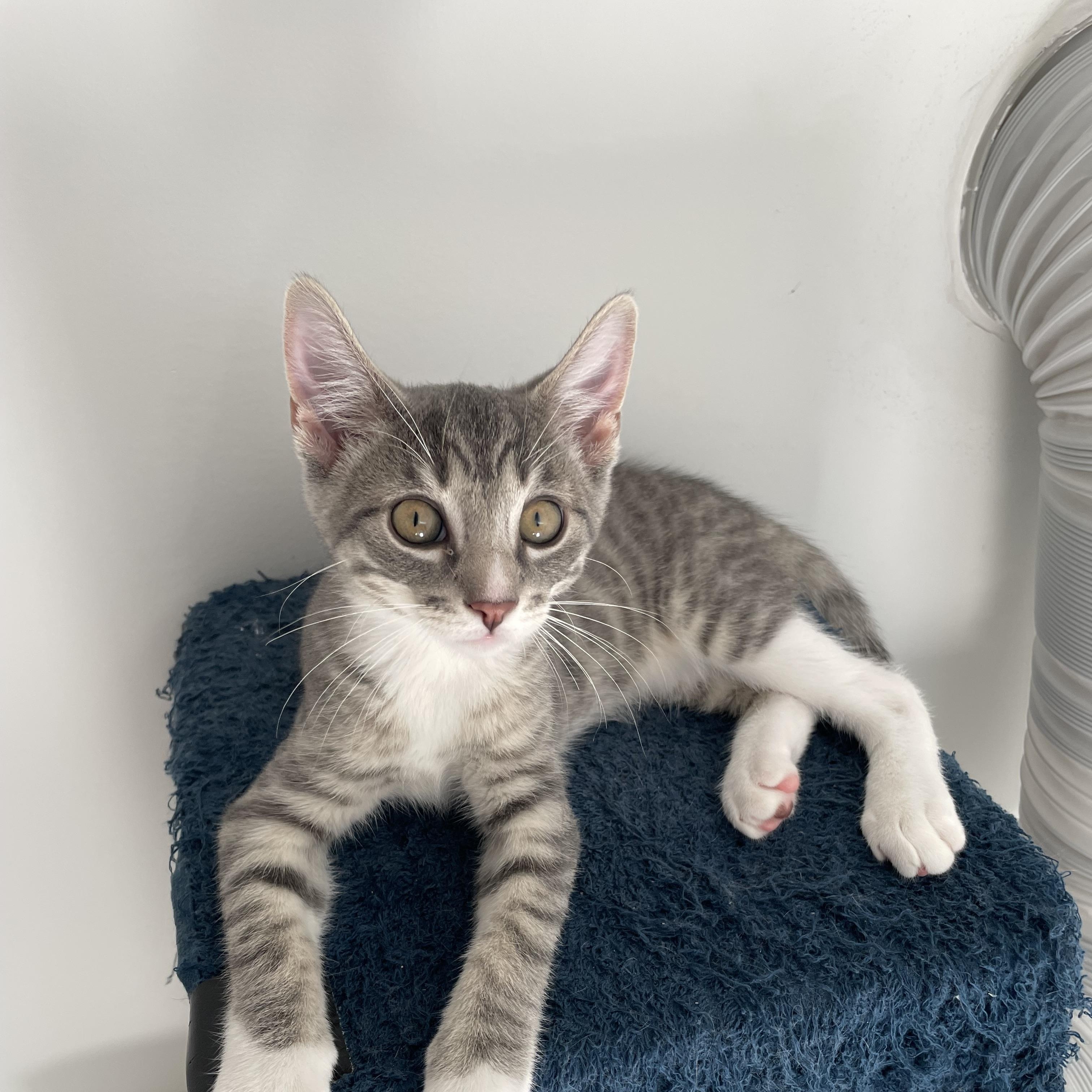 Enlarge Mittens (AS), a Adopted Domestic Short Hair in Little Falls, NJ image 3/3