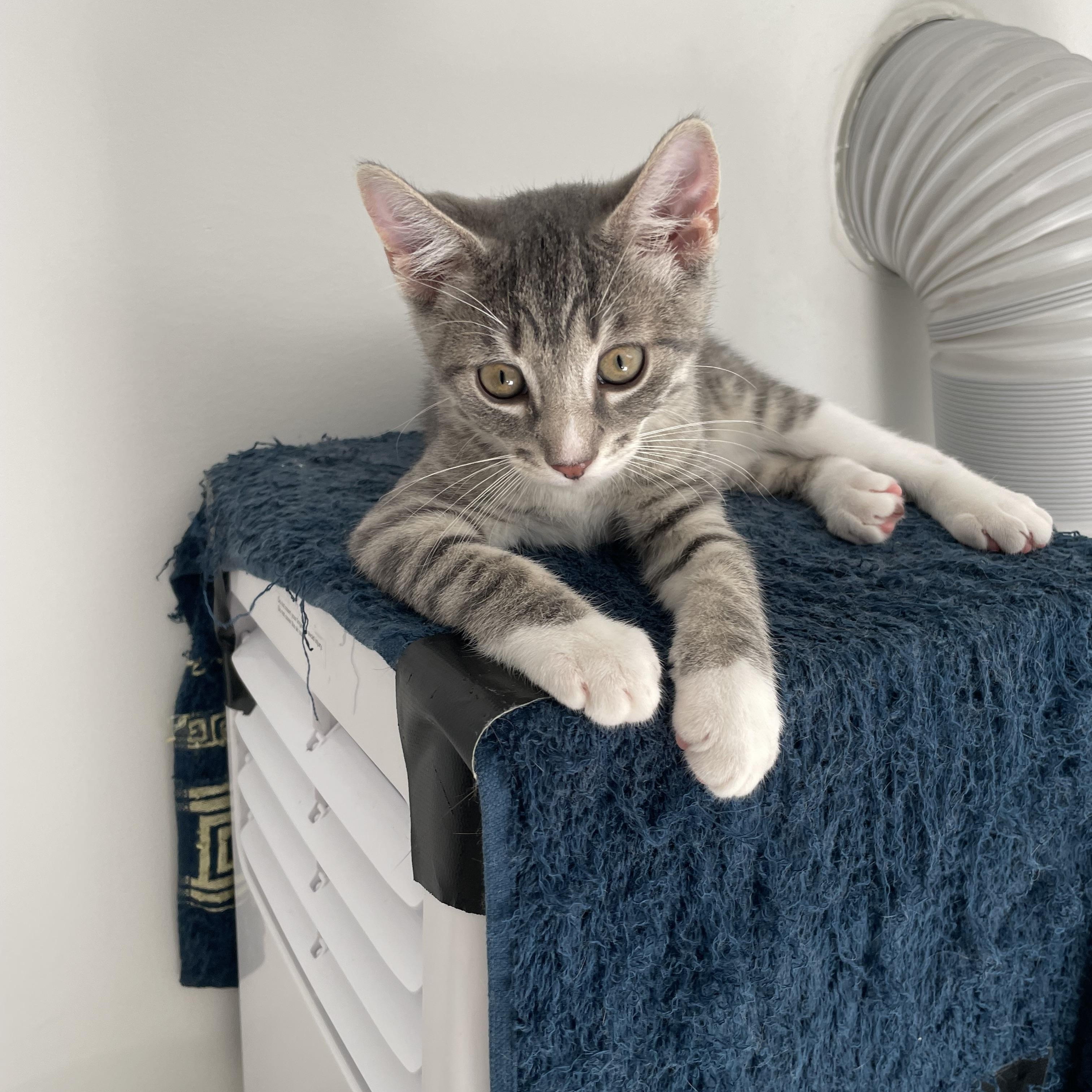 Enlarge Mittens (AS), a Adopted Domestic Short Hair in Little Falls, NJ image 2/3