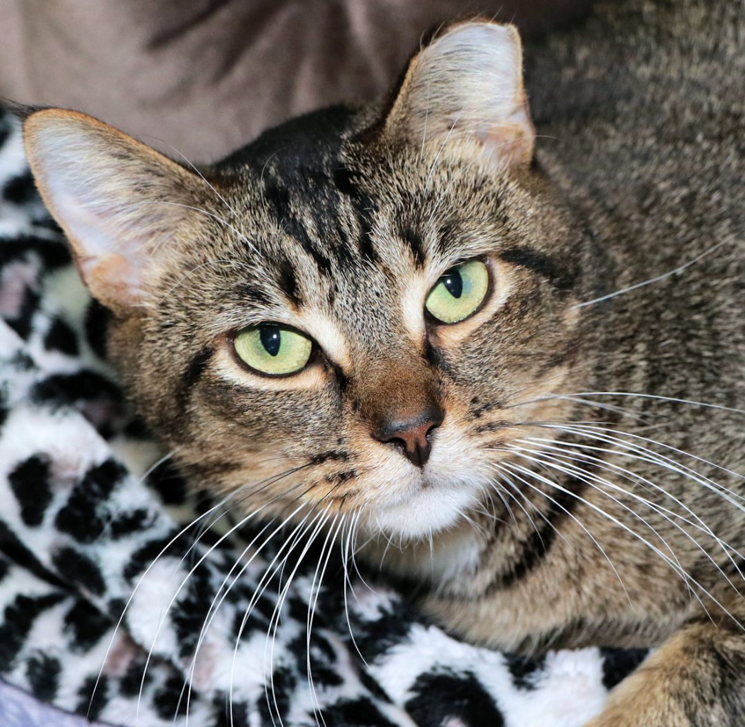 Bruce, Adult Male Domestic Short Hair