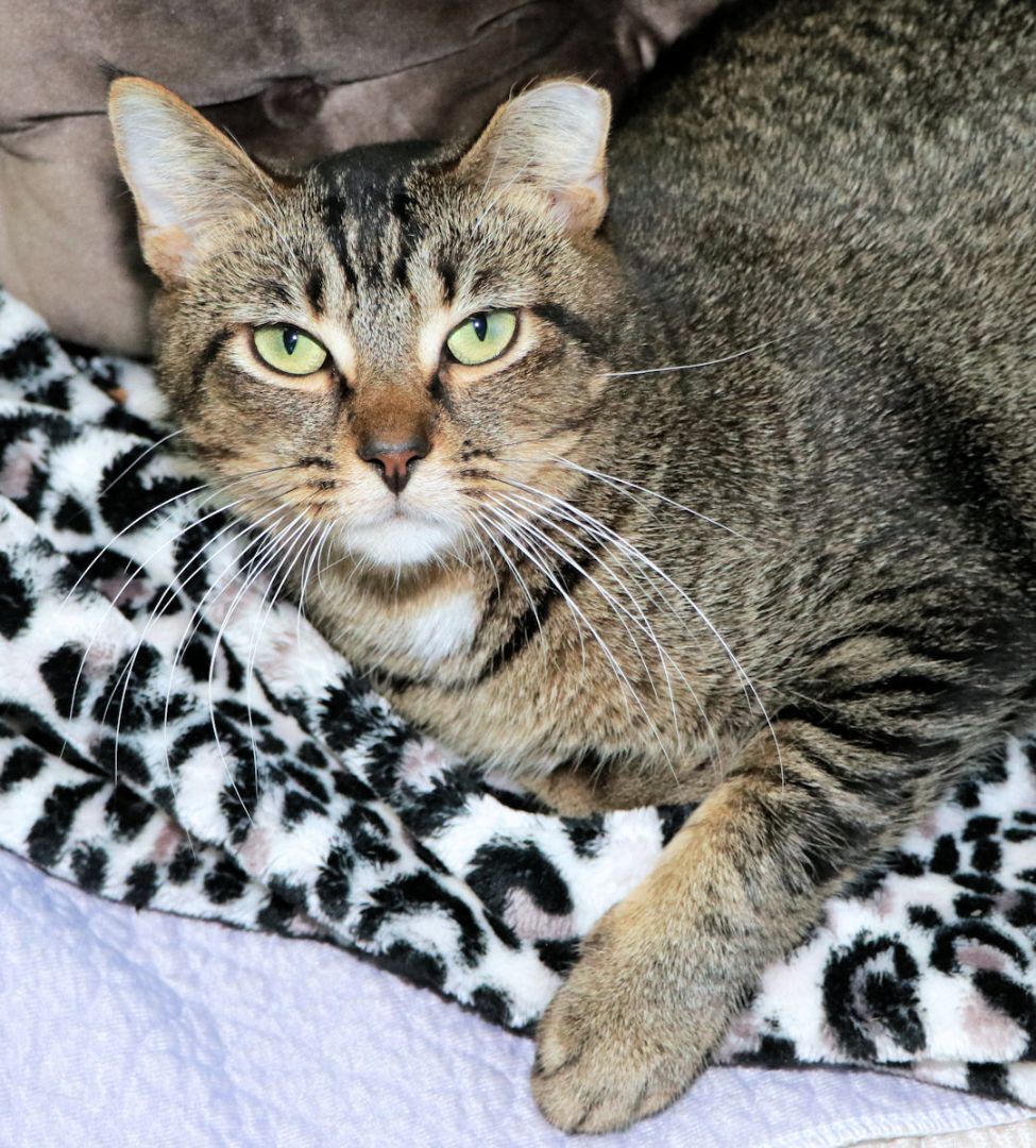 Bruce, a Adoptable mixed breed in Cincinnati, OH image 2/6